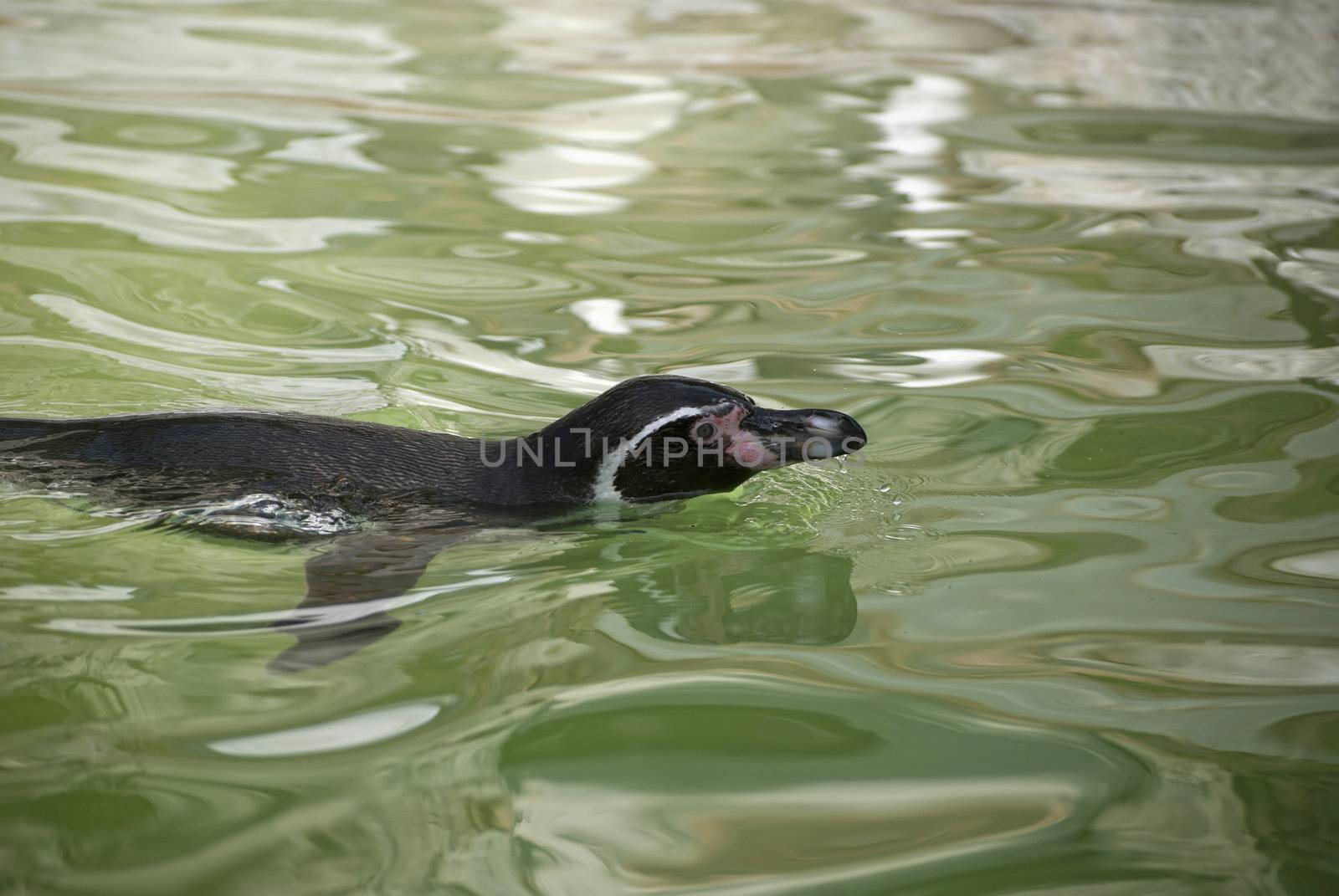 Humboldt Penguin (Spheniscus humboldti), or Peruvian Penguin, or Patranca, a South American penguin, that breeds in coastal Peru and Chile.