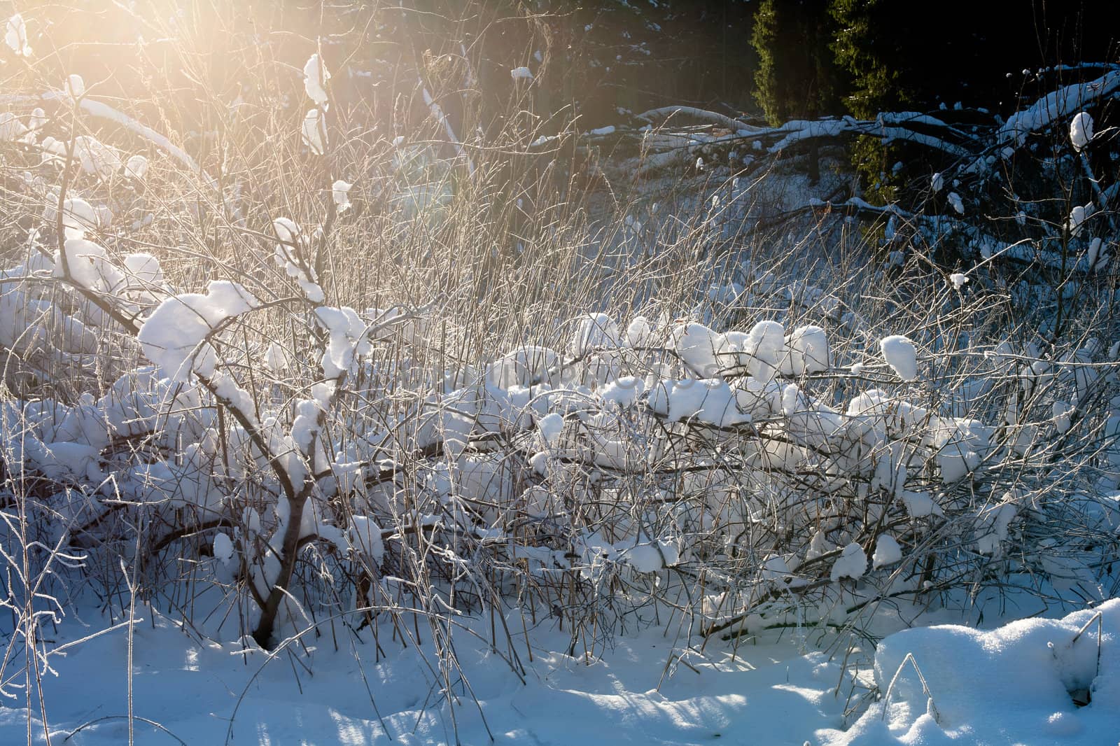 A bare branches in a snow in winter forest
