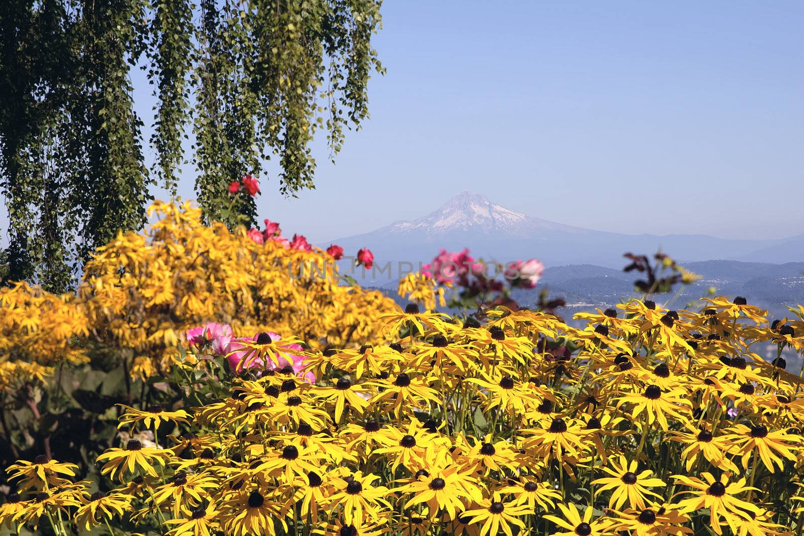 Mount Hood View in Oregon with Flowers and Tree in the Park