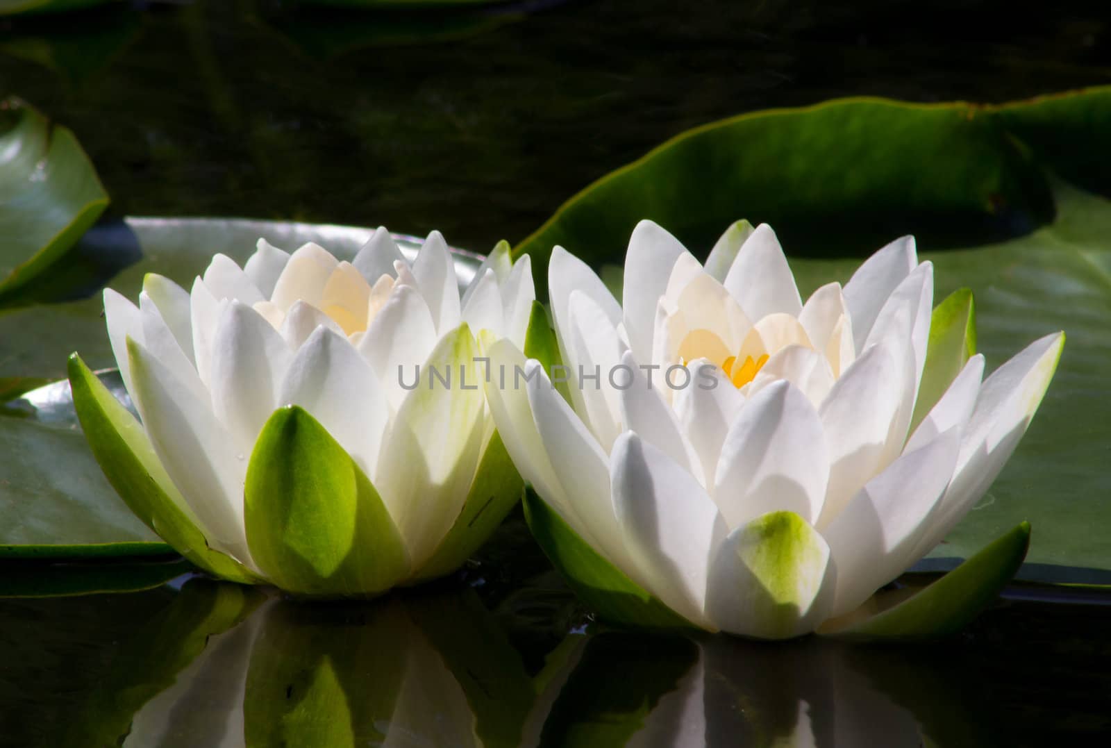 Two Water Lilly Flowers open to the sun