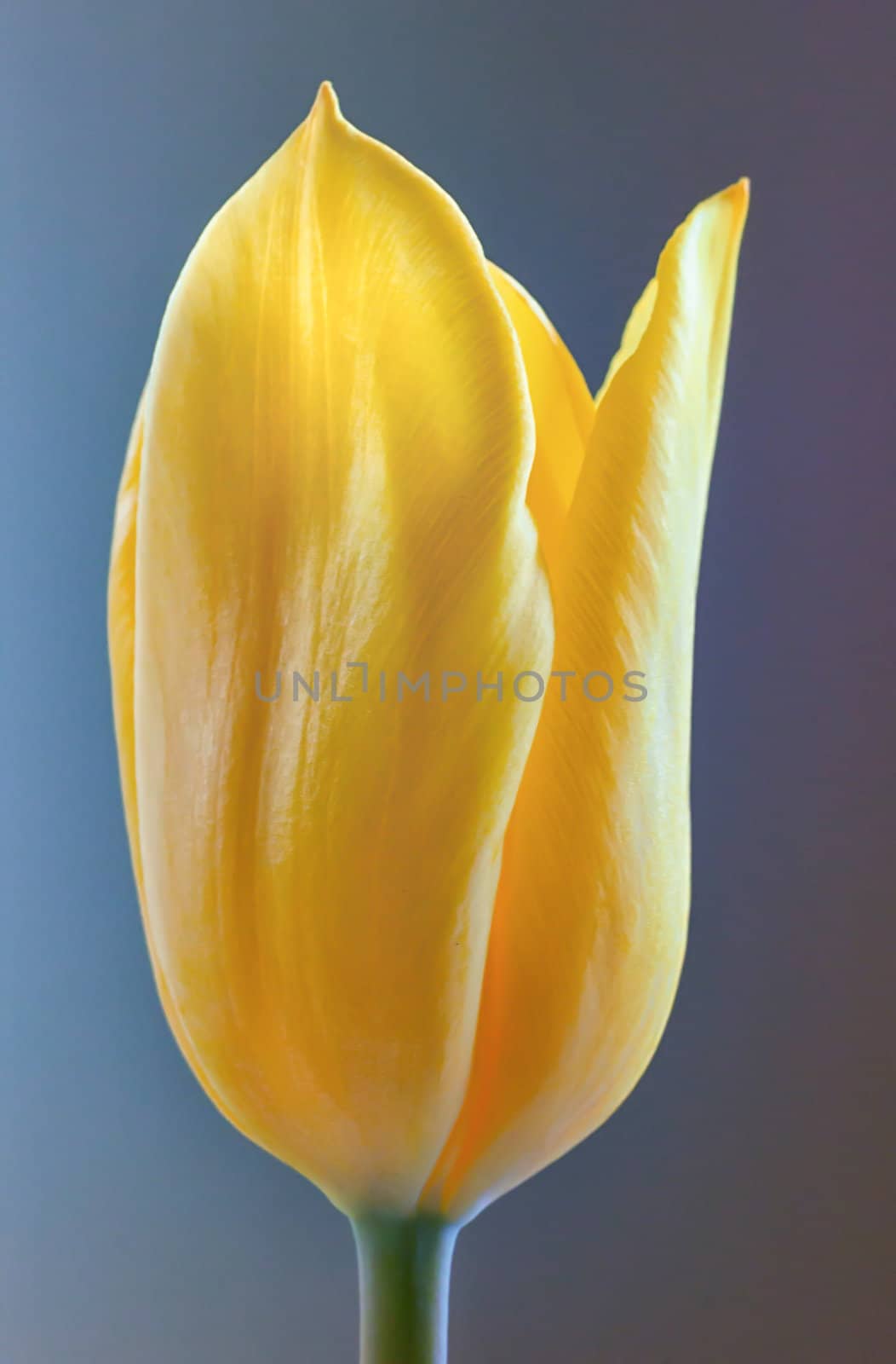 Simple Yellow Tulip by wolterk