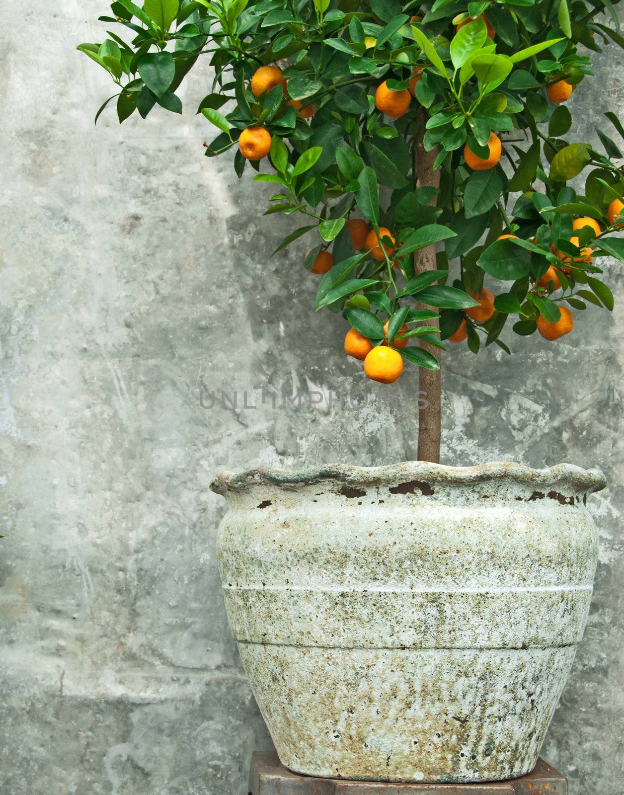 Tangerine tree in old clay pot, on stone wall background.