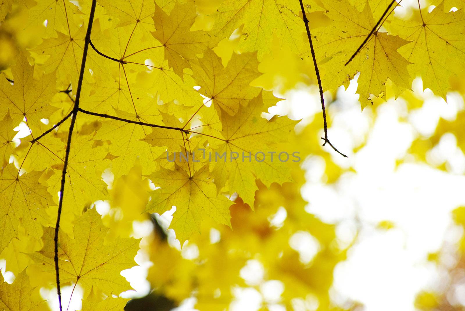 autumn leaves background in sunny day