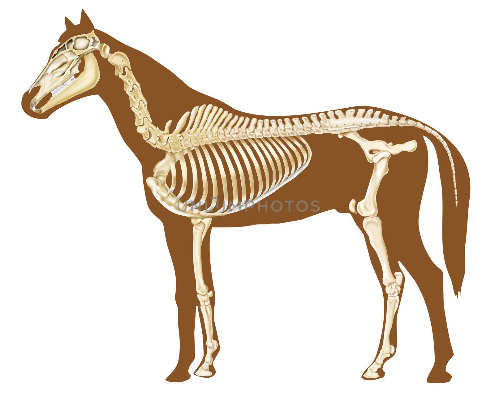 horse skeleton section with bones x-ray