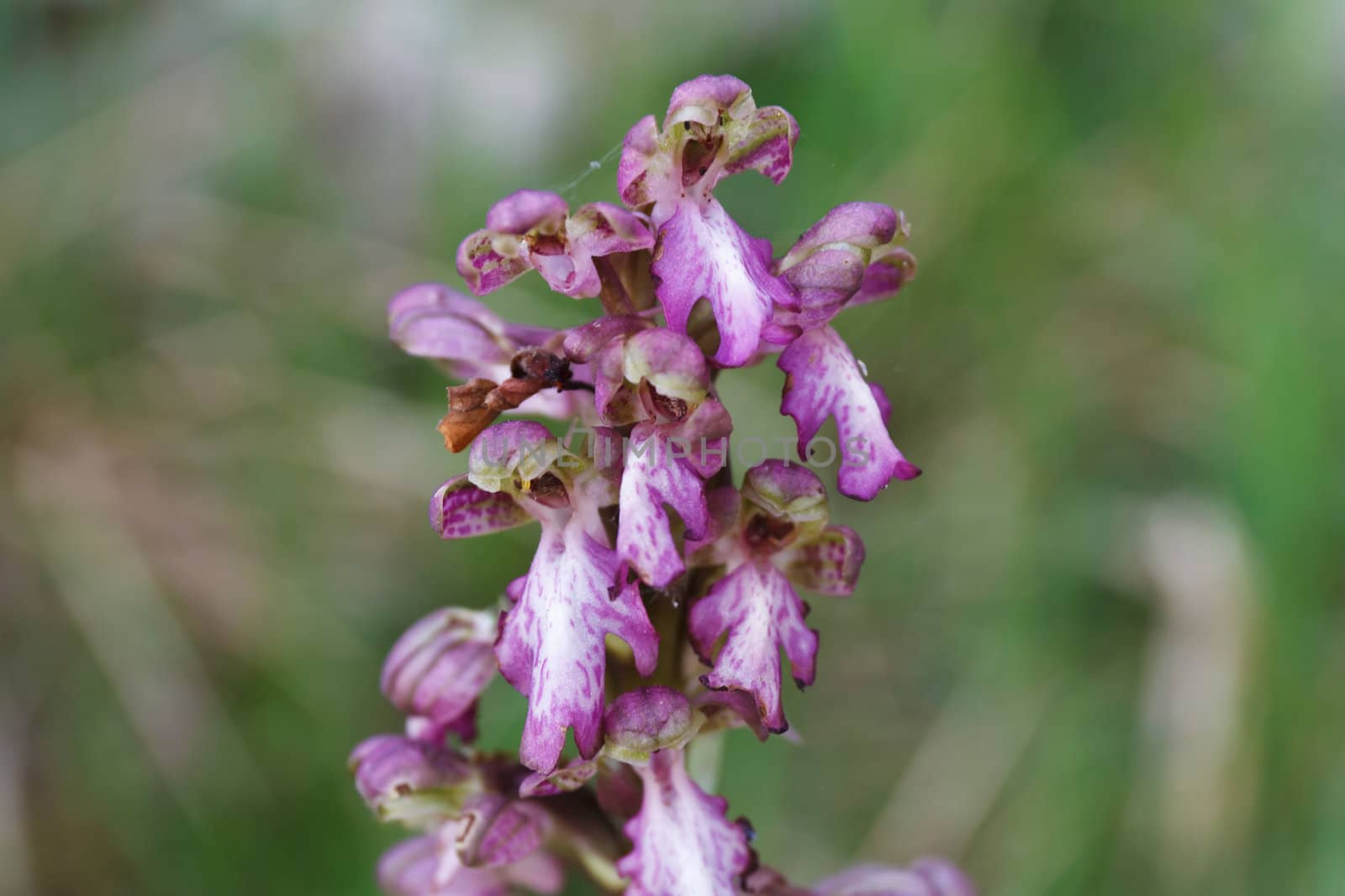 detail of Barlia Robertiana flowers, european orchid