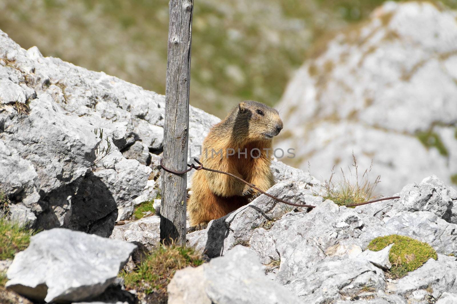little marmot between rocks and fortification ruins, Italian Alps