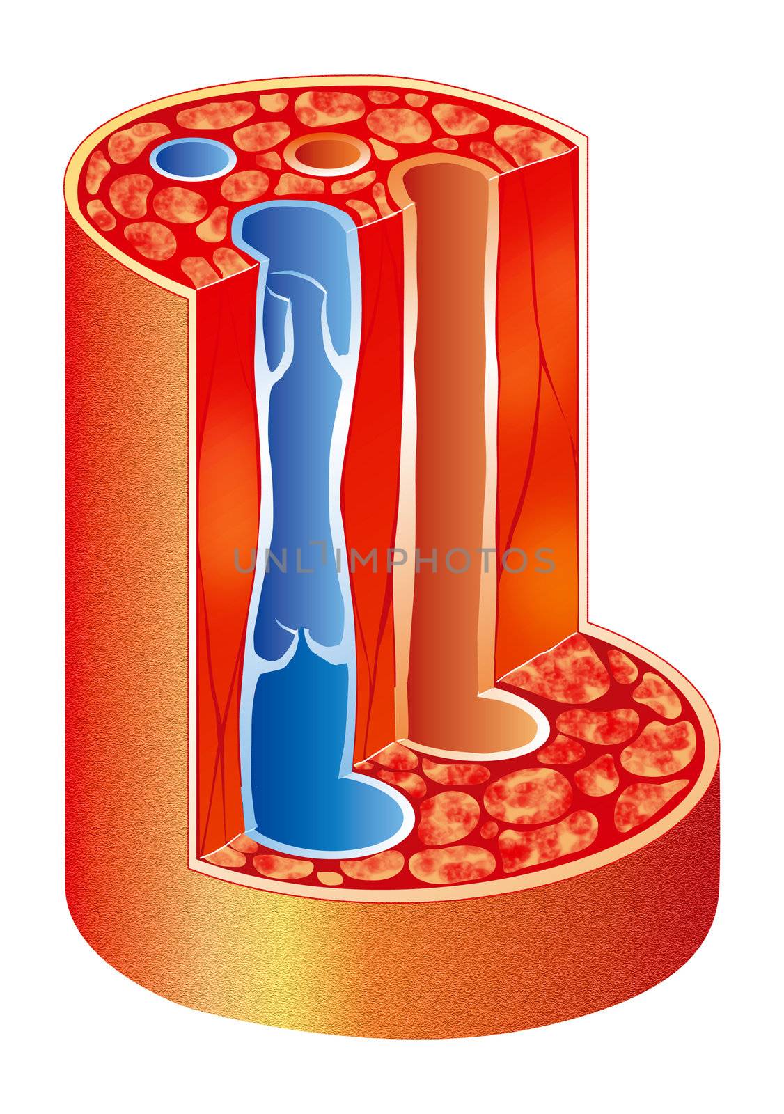anatomic illustration of a vein and an artery