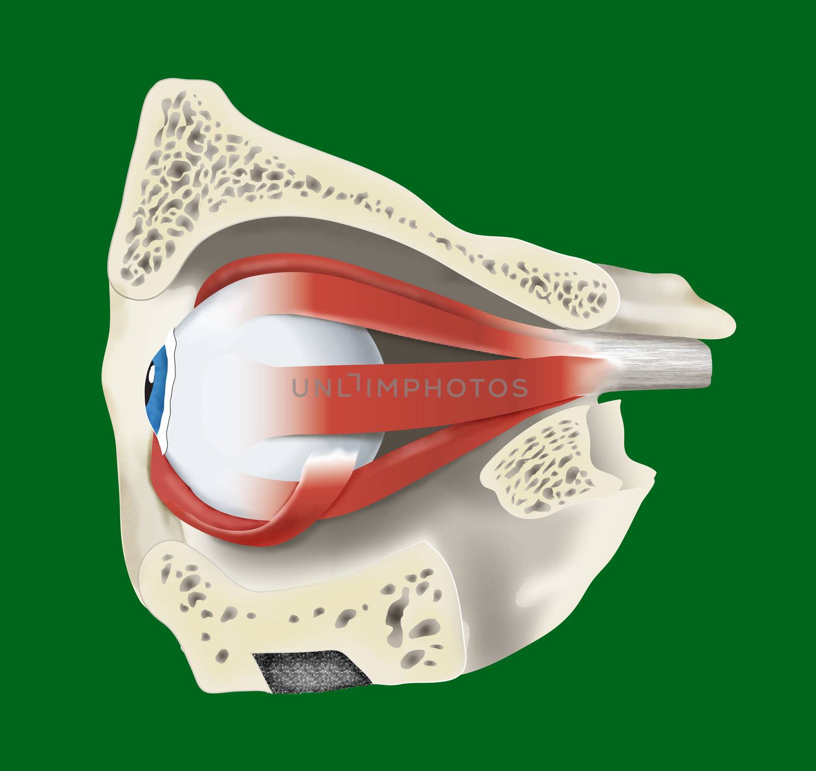 eye with muscle by alexonline