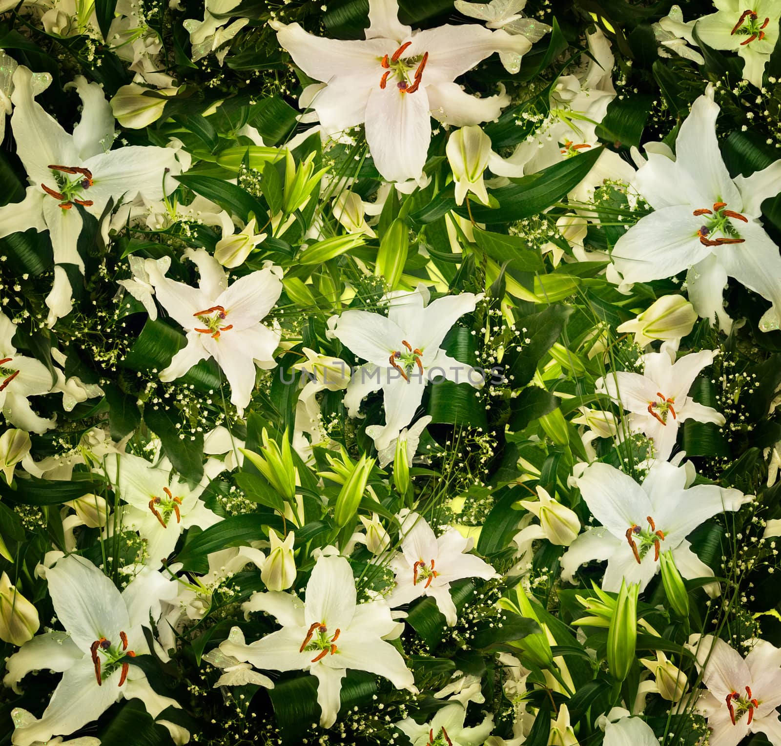 white lilies and green leaves background