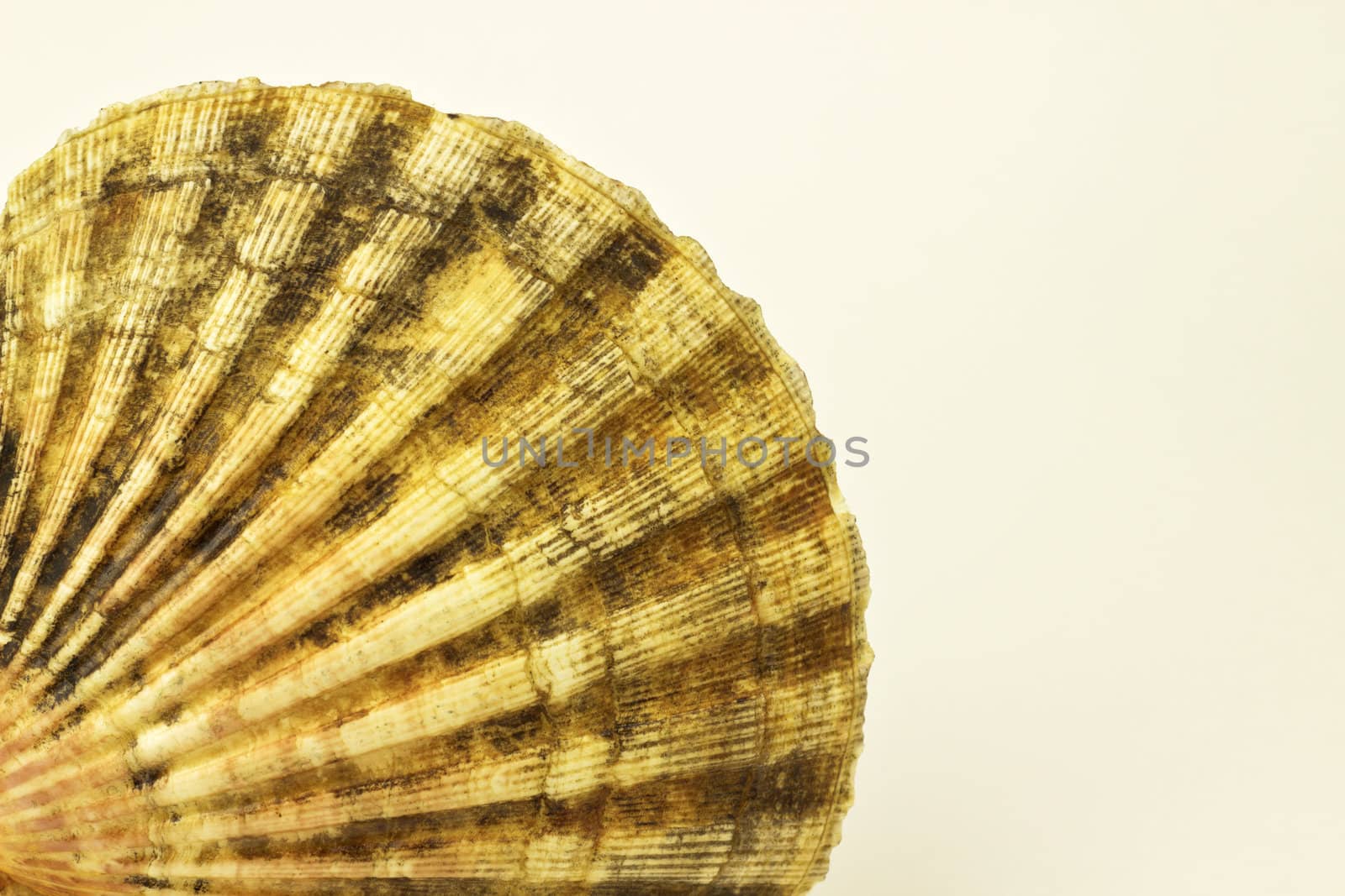 fine image of sea shell on white background