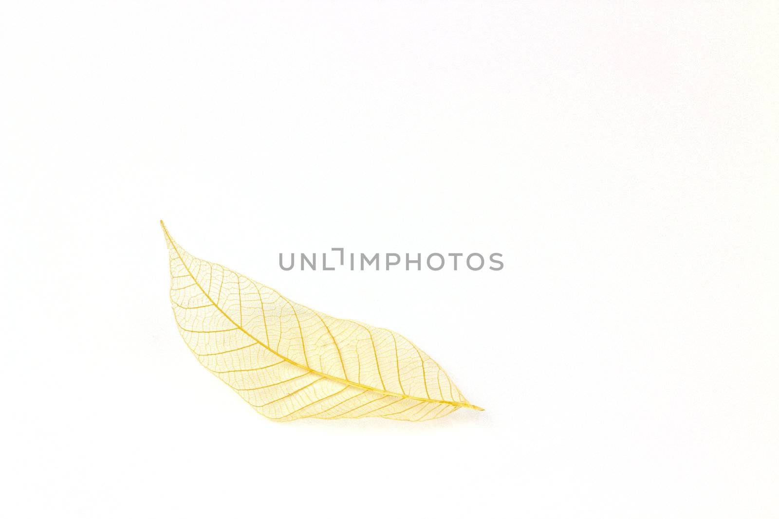 fine image of beautiful transparent leaf isolated on white