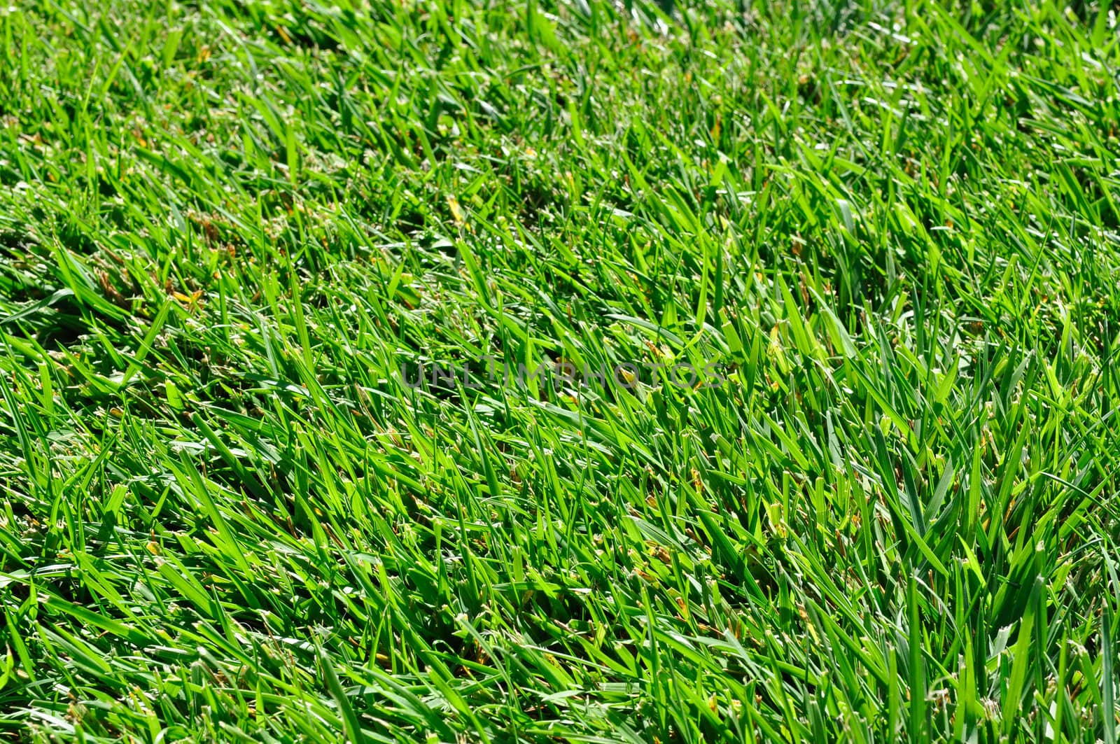 Closeup of a green grass field. Shallow depth of field. Focus is around the bottom of the image. Top is out of focus.