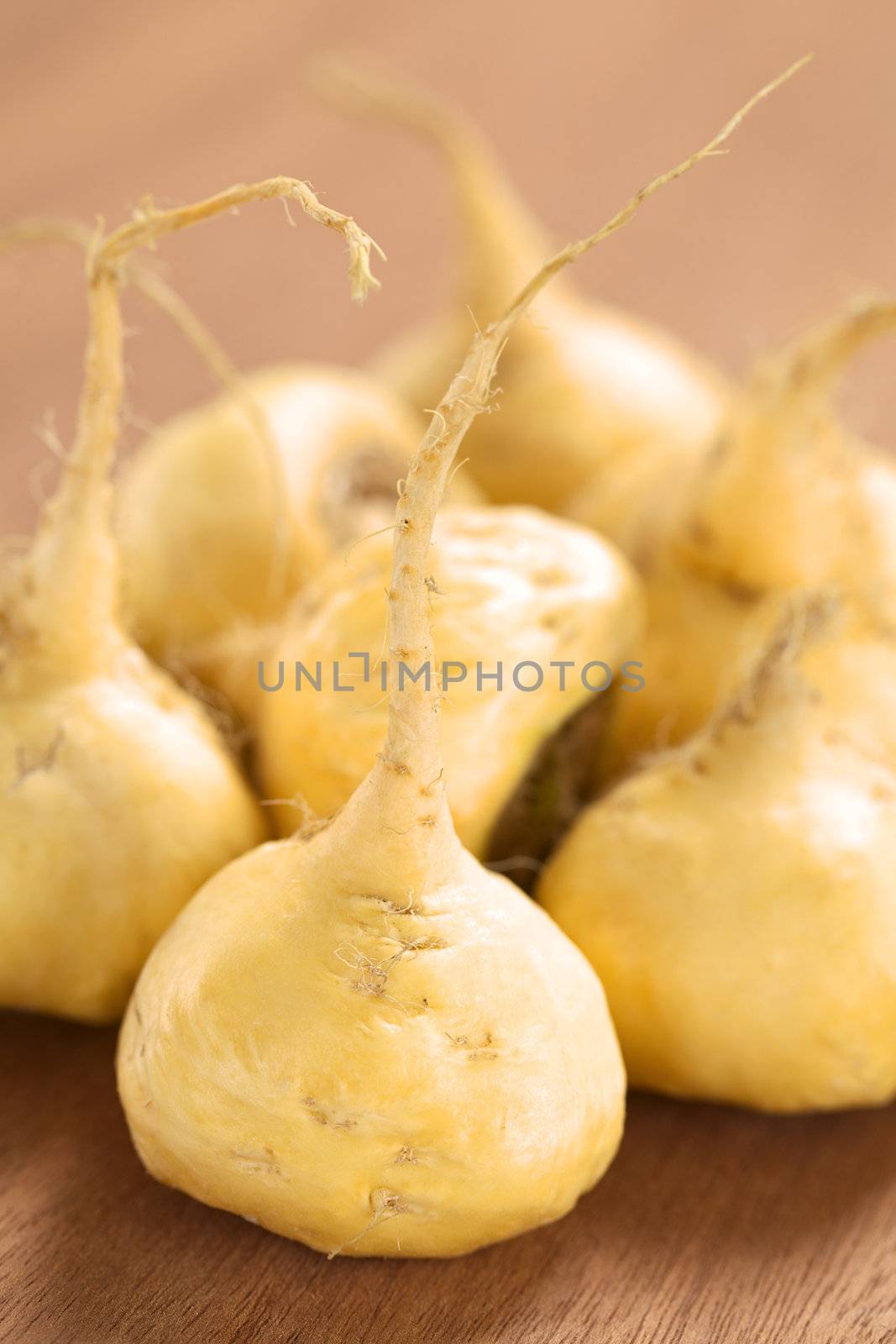 Fresh maca roots or Peruvian ginseng (lat. Lepidium meyenii) which are popular in Peru for their various health effects (Selective Focus, Focus on the maca root in the front)