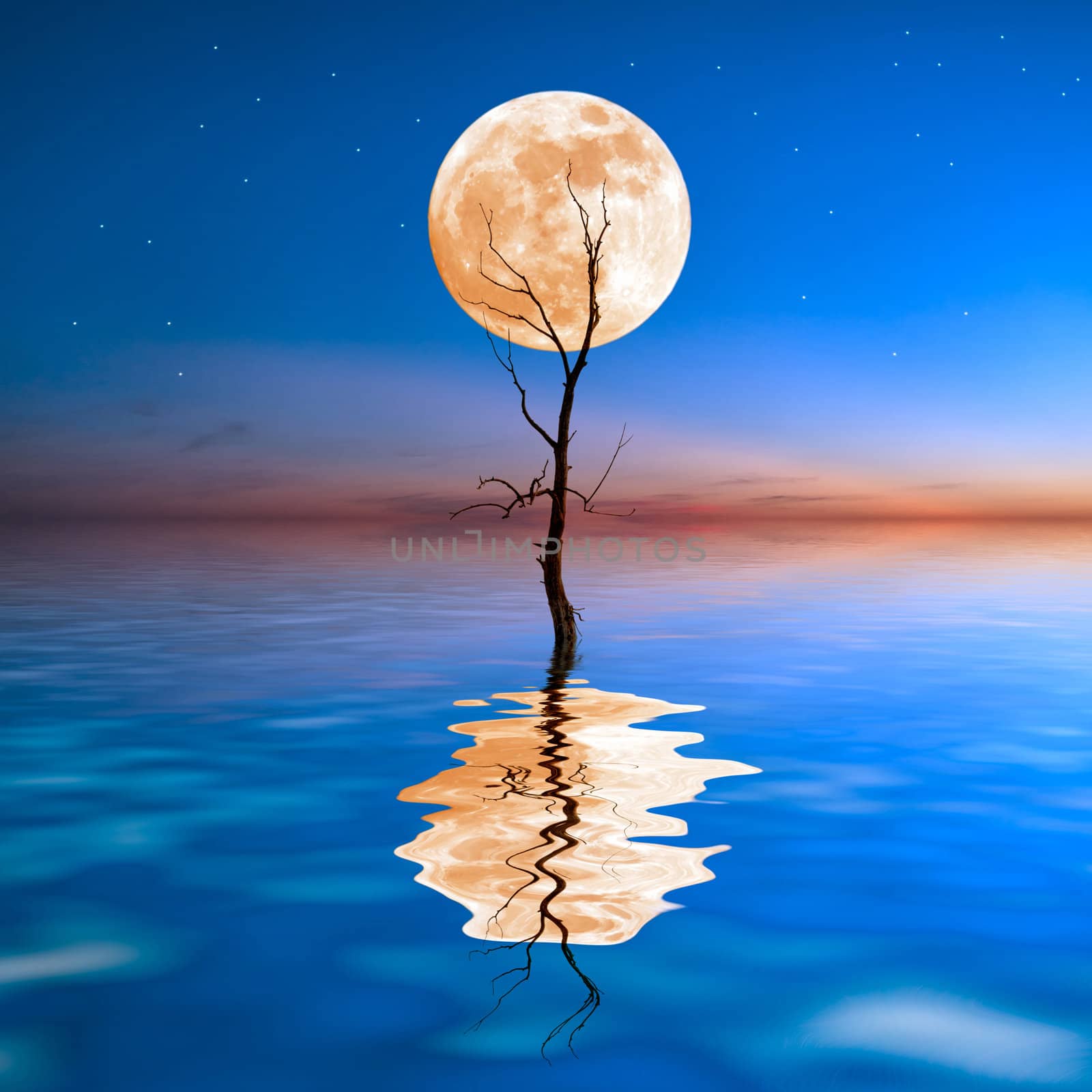 Old dry tree in water with big moon on background, reflection in water