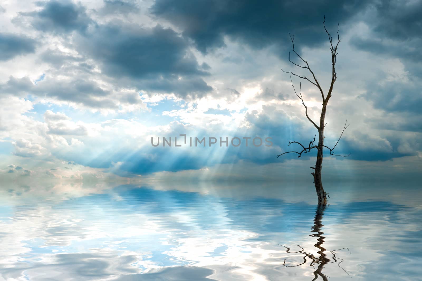 Lonely dry tree reflection in water, sun rays in clouds