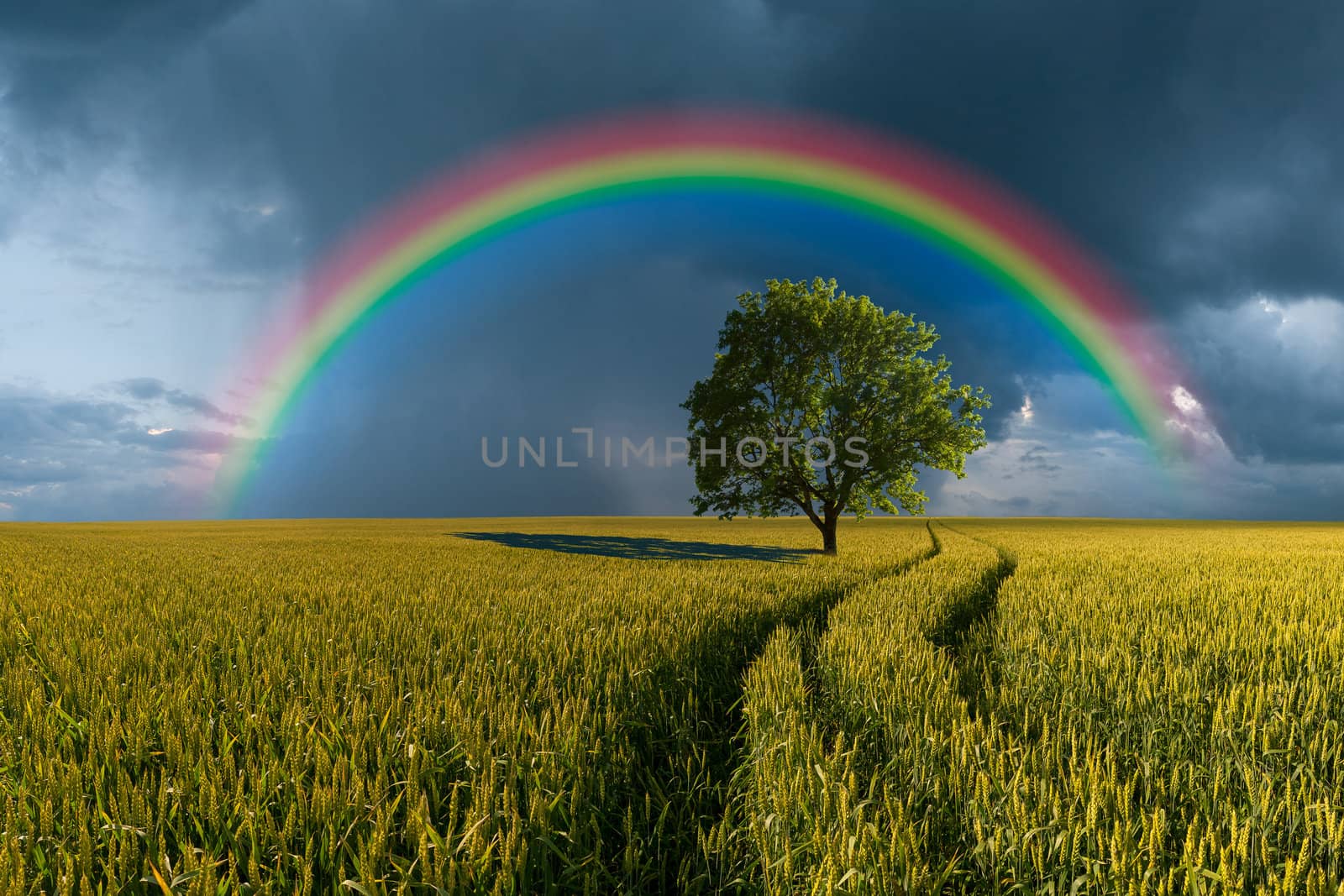 Summer landscape with wheat field, road and lonely tree, thunderstorm with rain on background