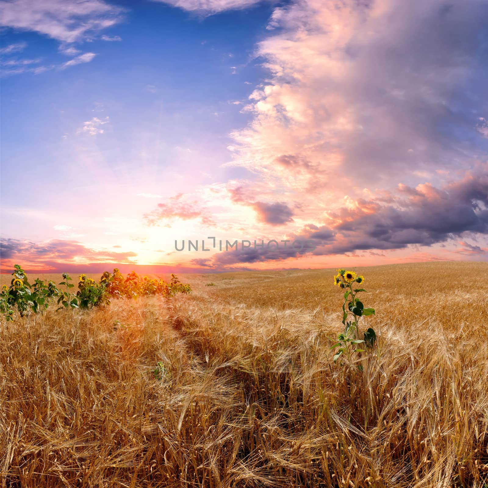 Landscape with wheat field, majestic colorful sunset and beautiful clouds in the sky