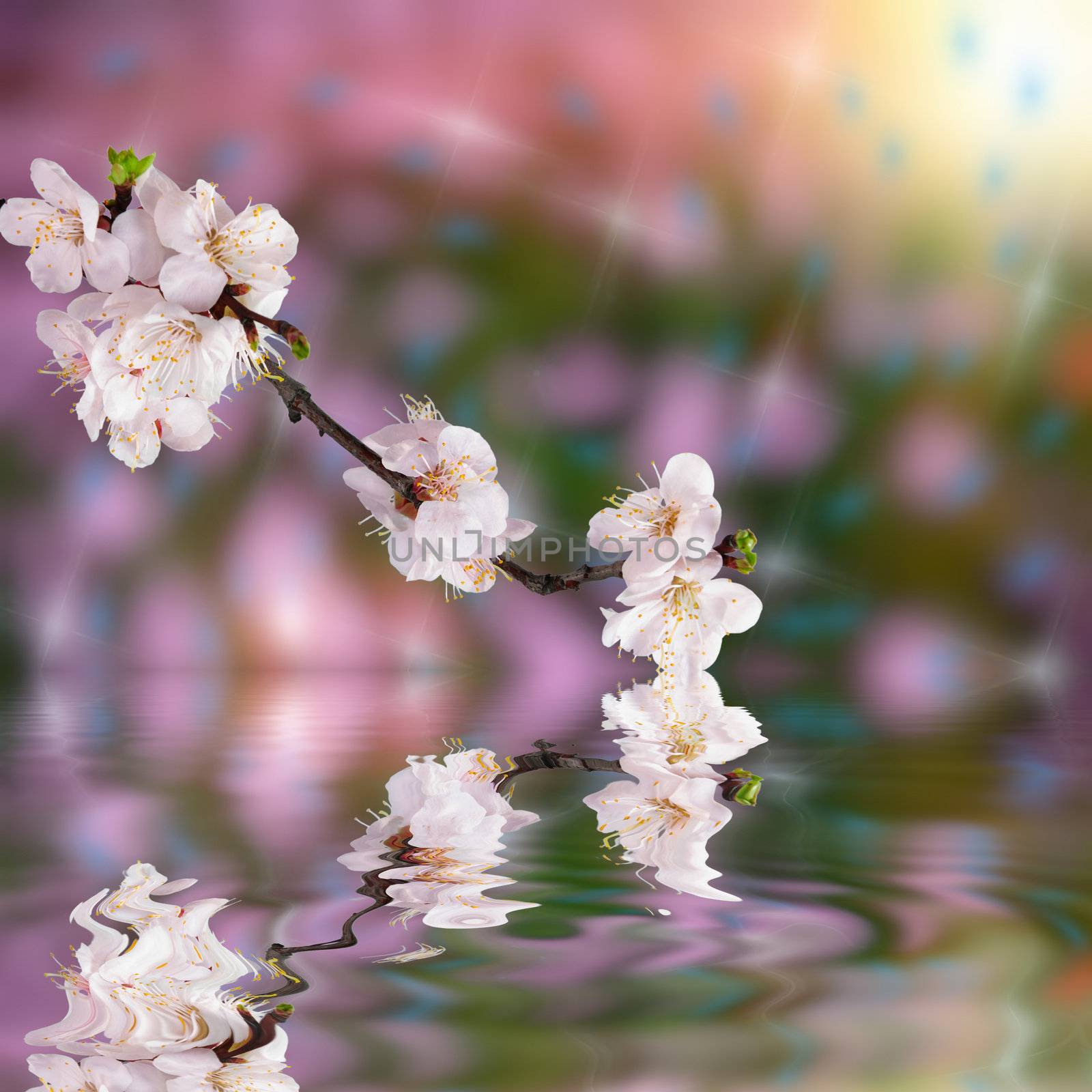 Beautiful spring background with flower apricot and reflection in water