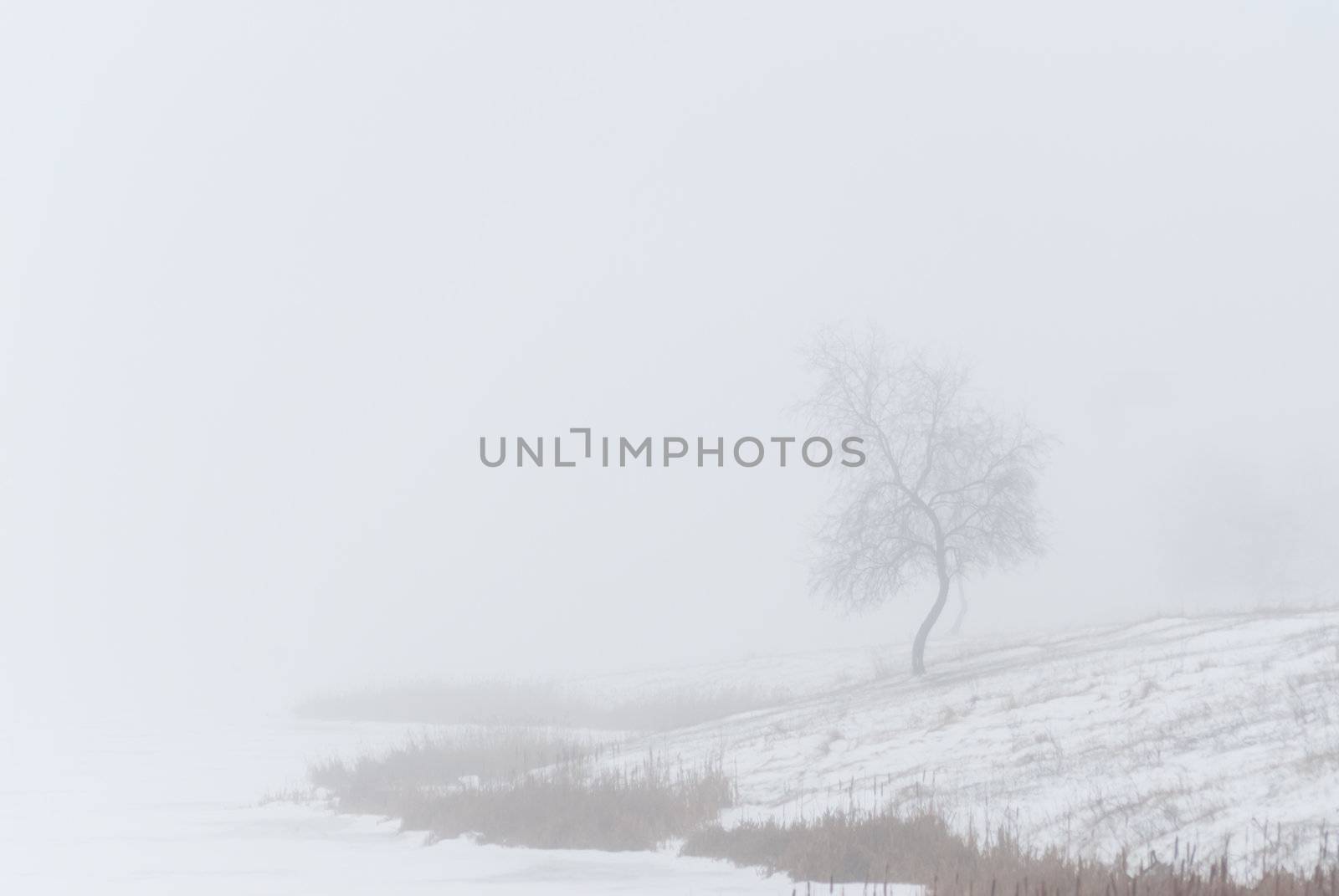 Lonely tree in fog, cloudy winter day, snow on the earth