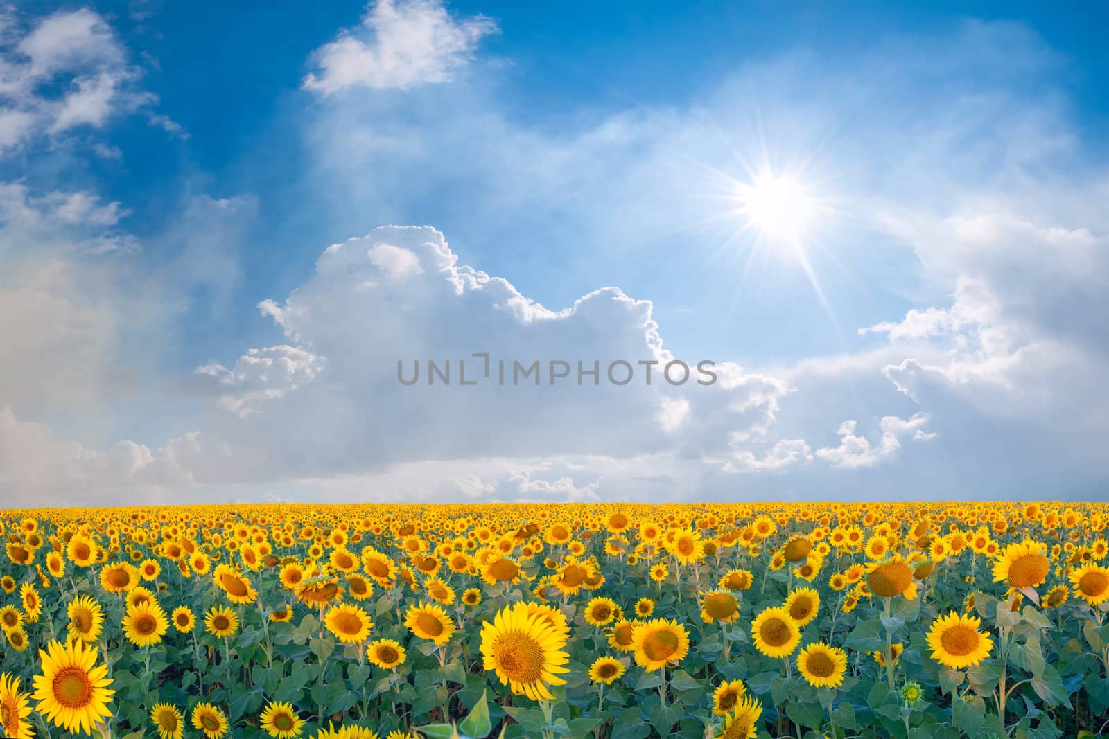 Summer beautyful landscape with big sunflowers field and blue sky with clouds