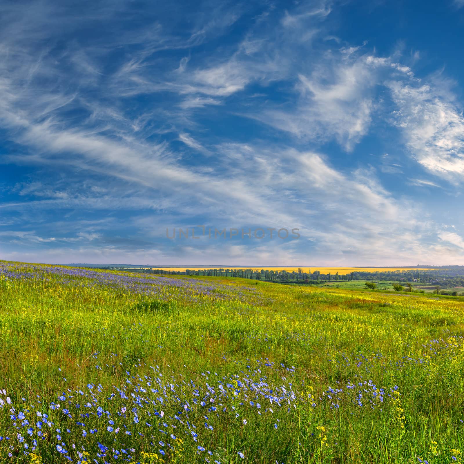 Summer landscape with blue flower meadow and beautiful clouds in the sky