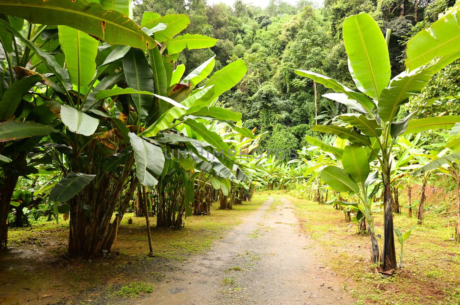 banana garden in northern thailand