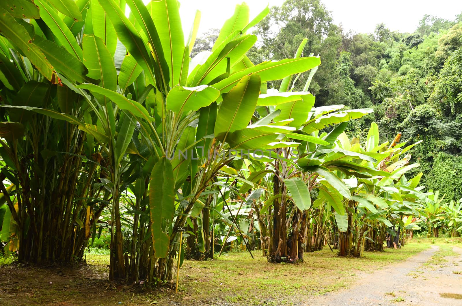 banana garden in northern thailand