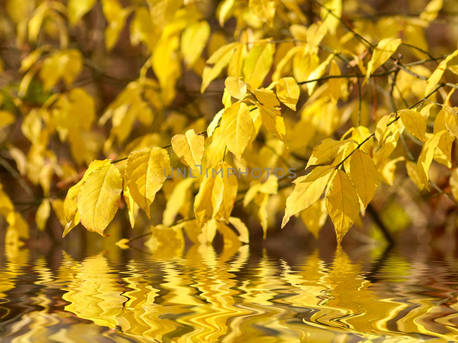 Autumn yellow leaves on branches reflection in water, selective focus