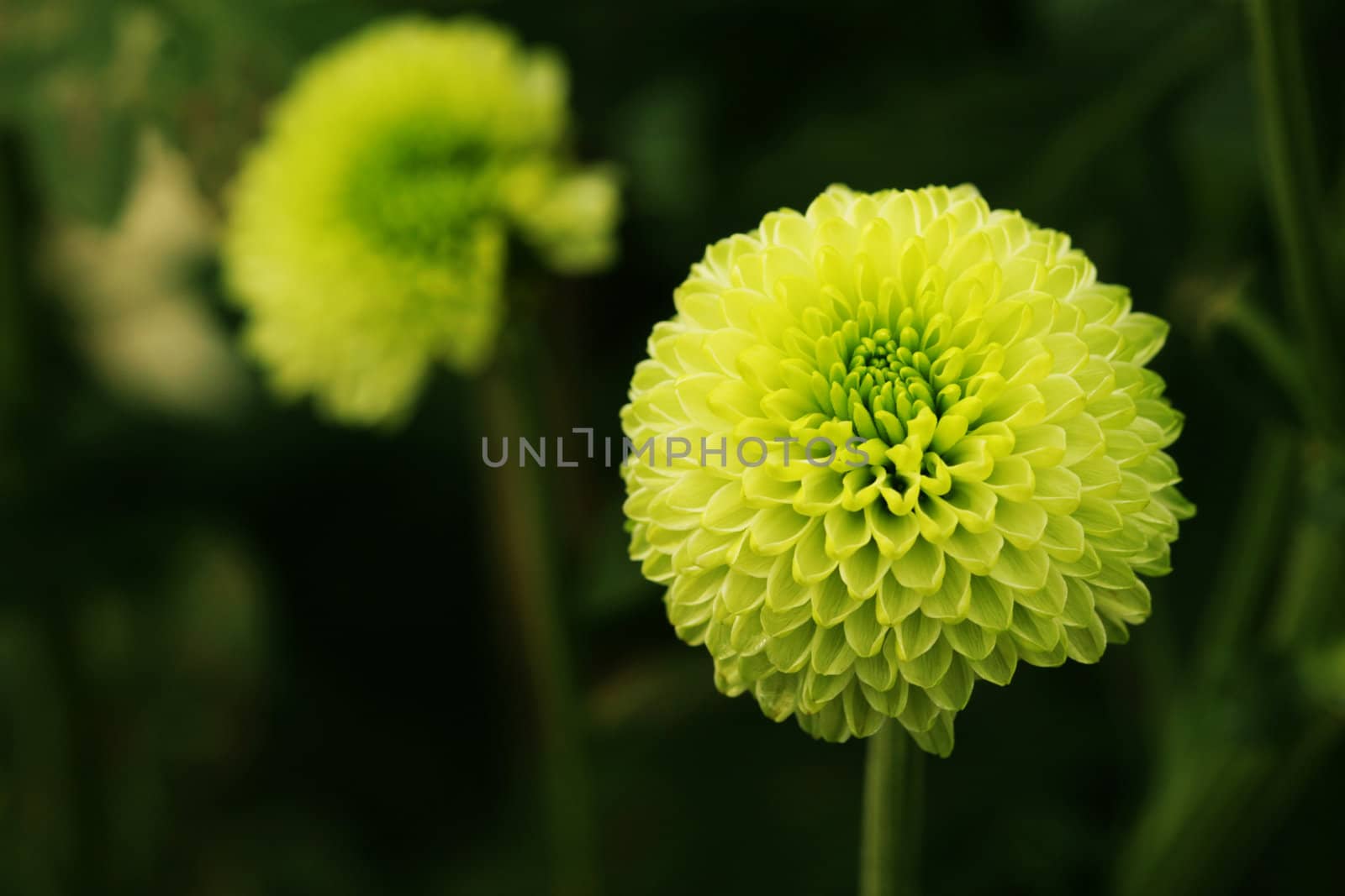 Green Flower Close-up