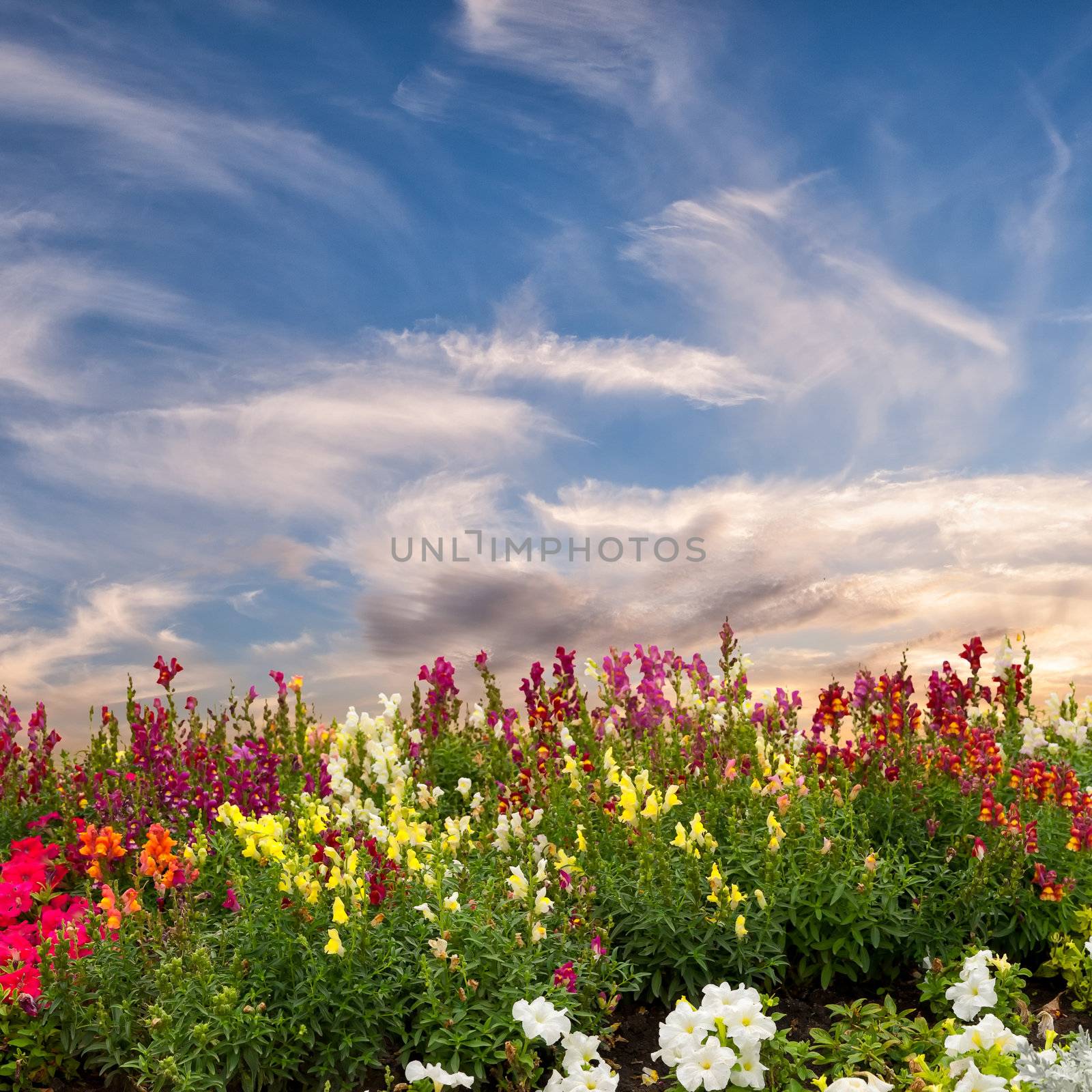 Flower meadow by firewings