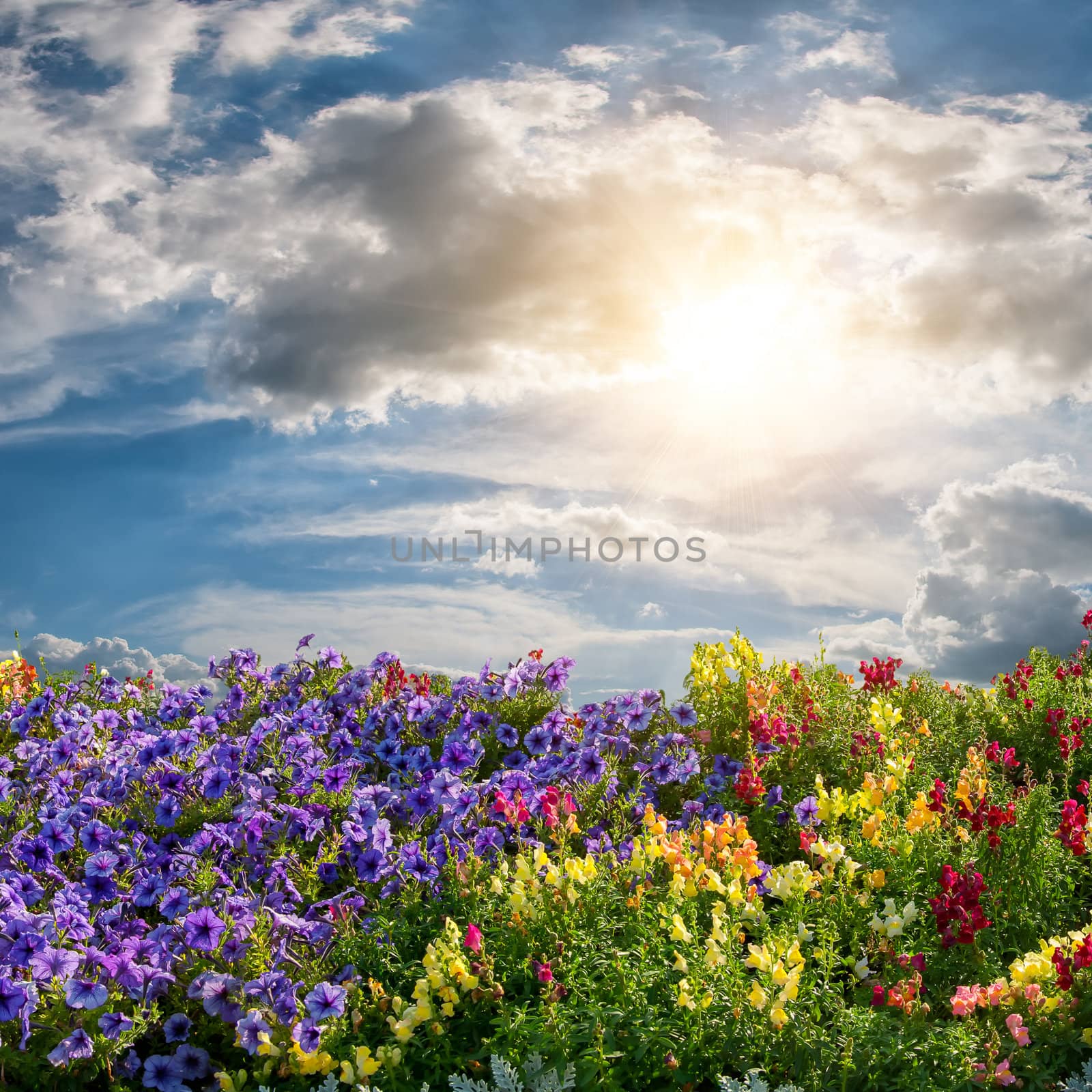 Beautiful summer landscape with flower meadow and majestic clouds in the sky