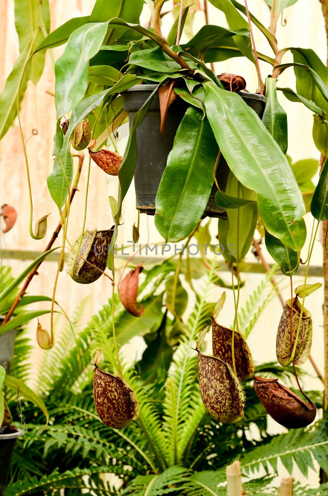 nepenthes or pitcher plants or monkey cups