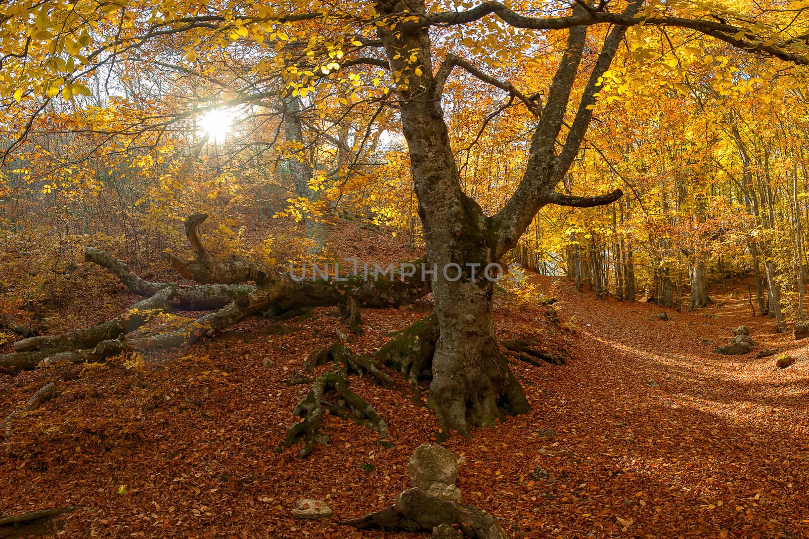 Autumn landscape with the sun and a big tree in the wood