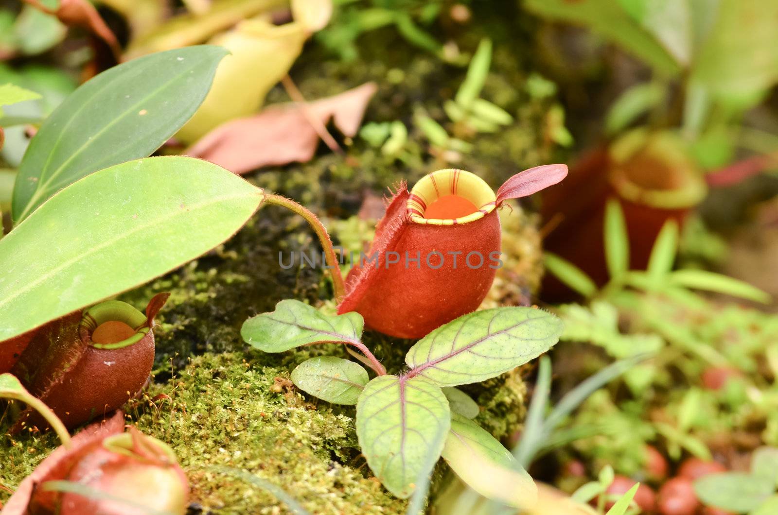 nepenthes or pitcher plants or monkey cups