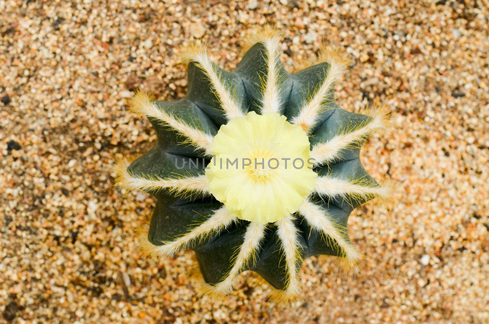 this is a parodia magnifica
