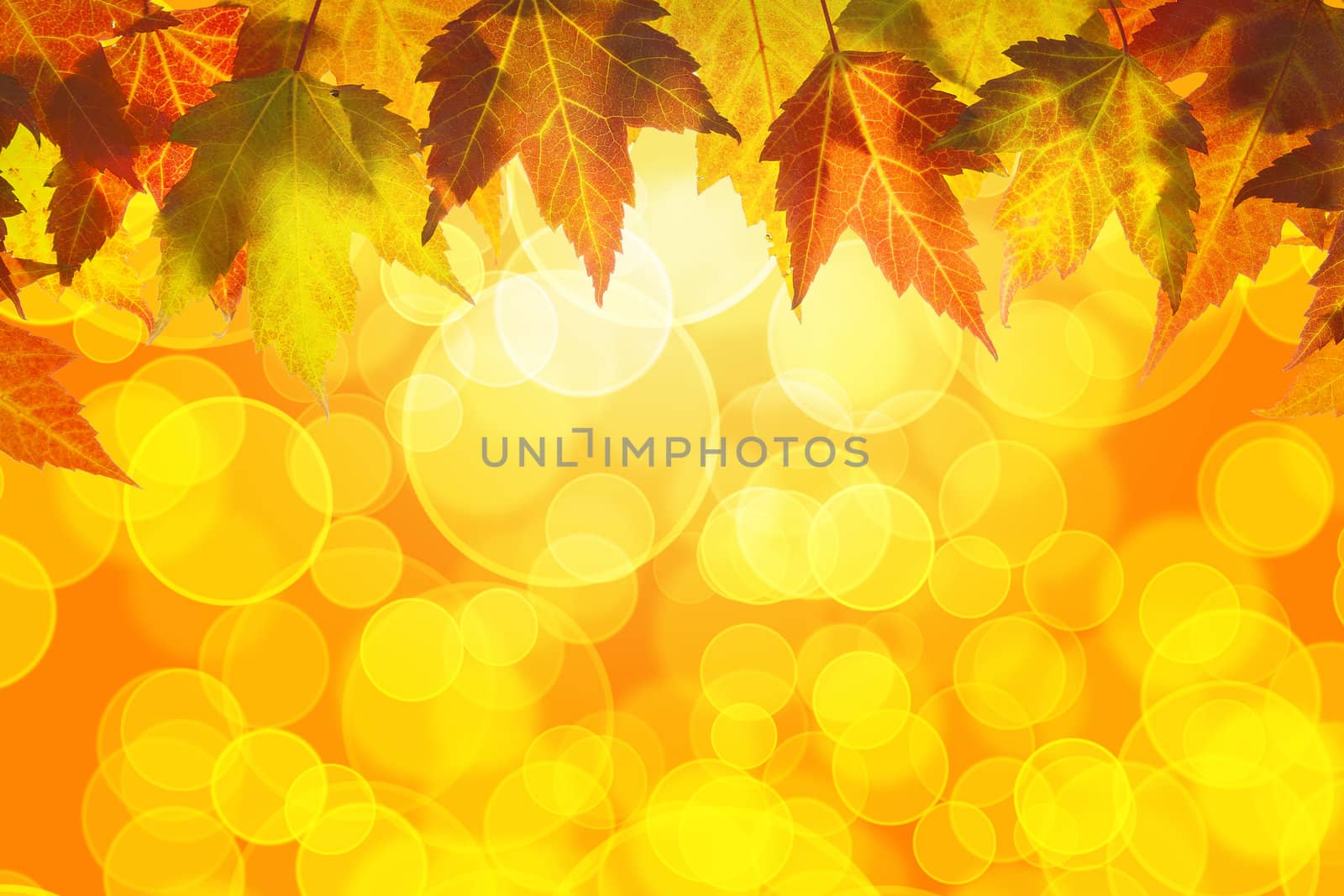 Hanging Fall Maple Tree Leaves Background by jpldesigns