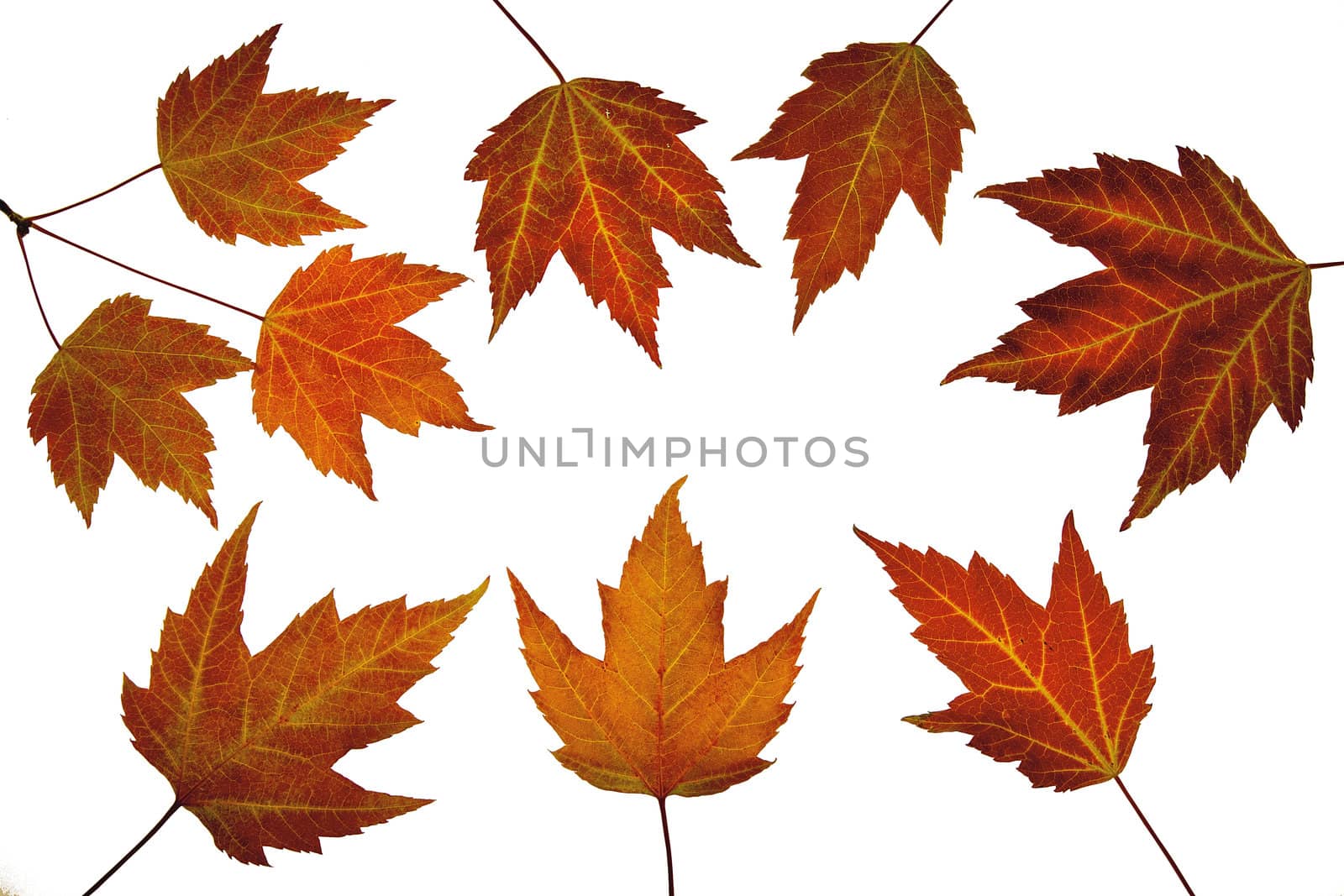 Red Maple Tree Leaves in Fall Isolated on White Background