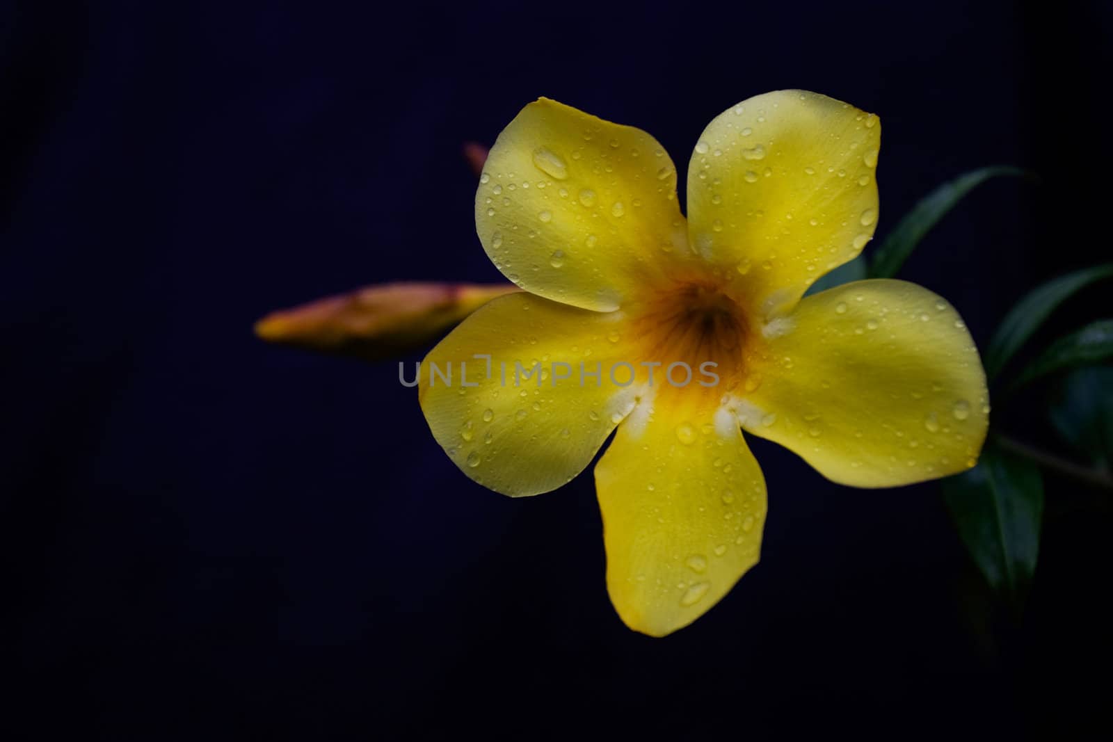 Golden Trumpet Flower