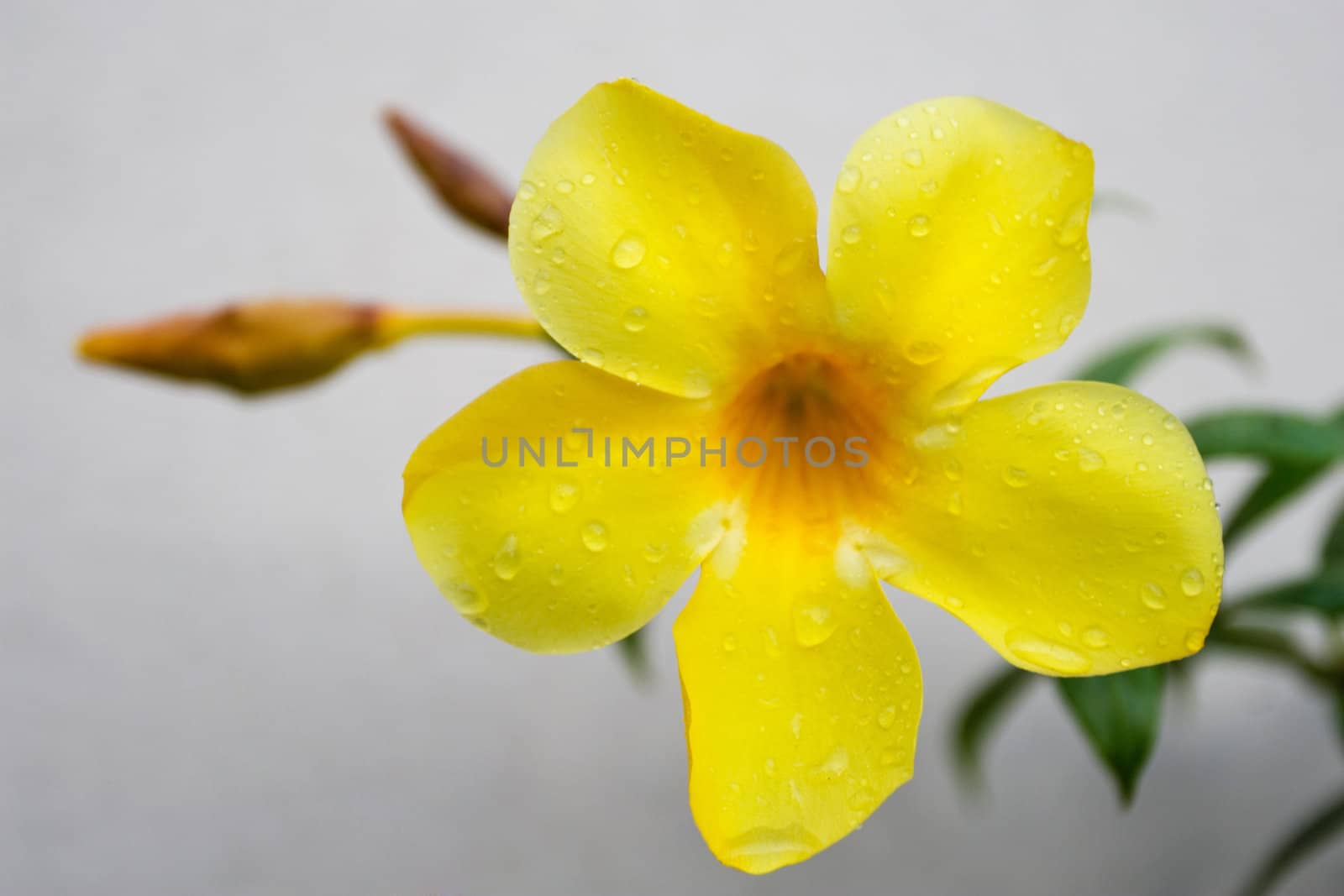 Golden Trumpet Flower