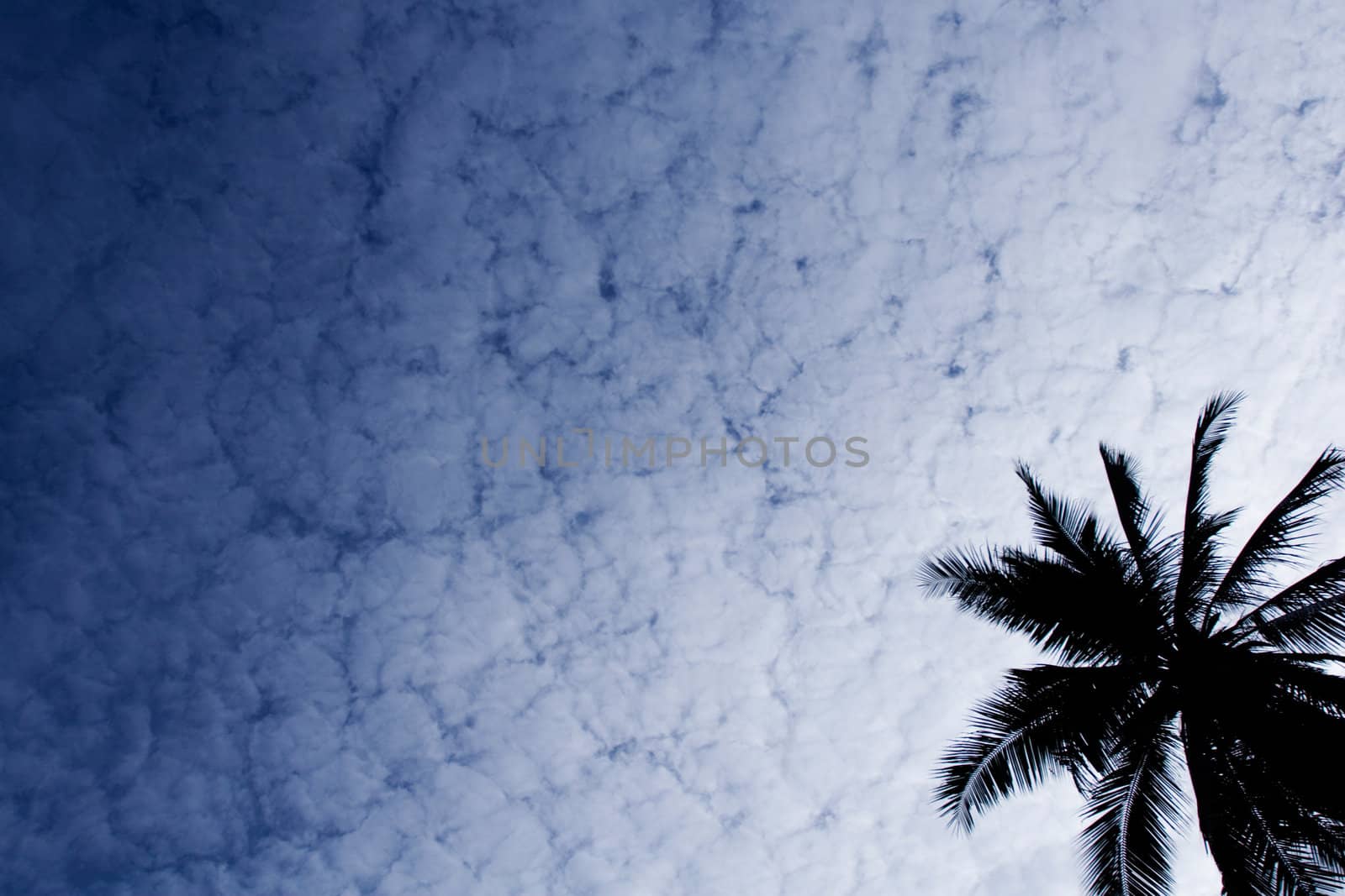 Silhouette of Coconut