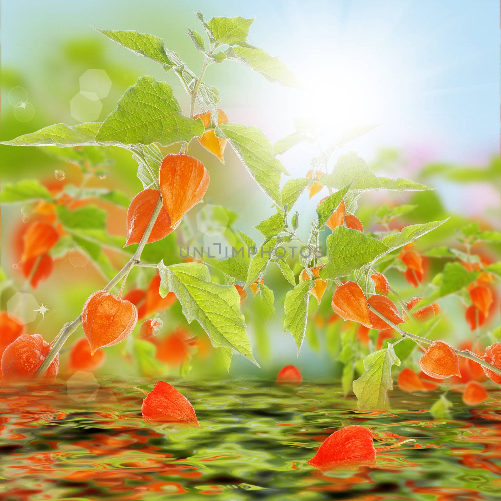Sunny summer nature.Blur abstract background