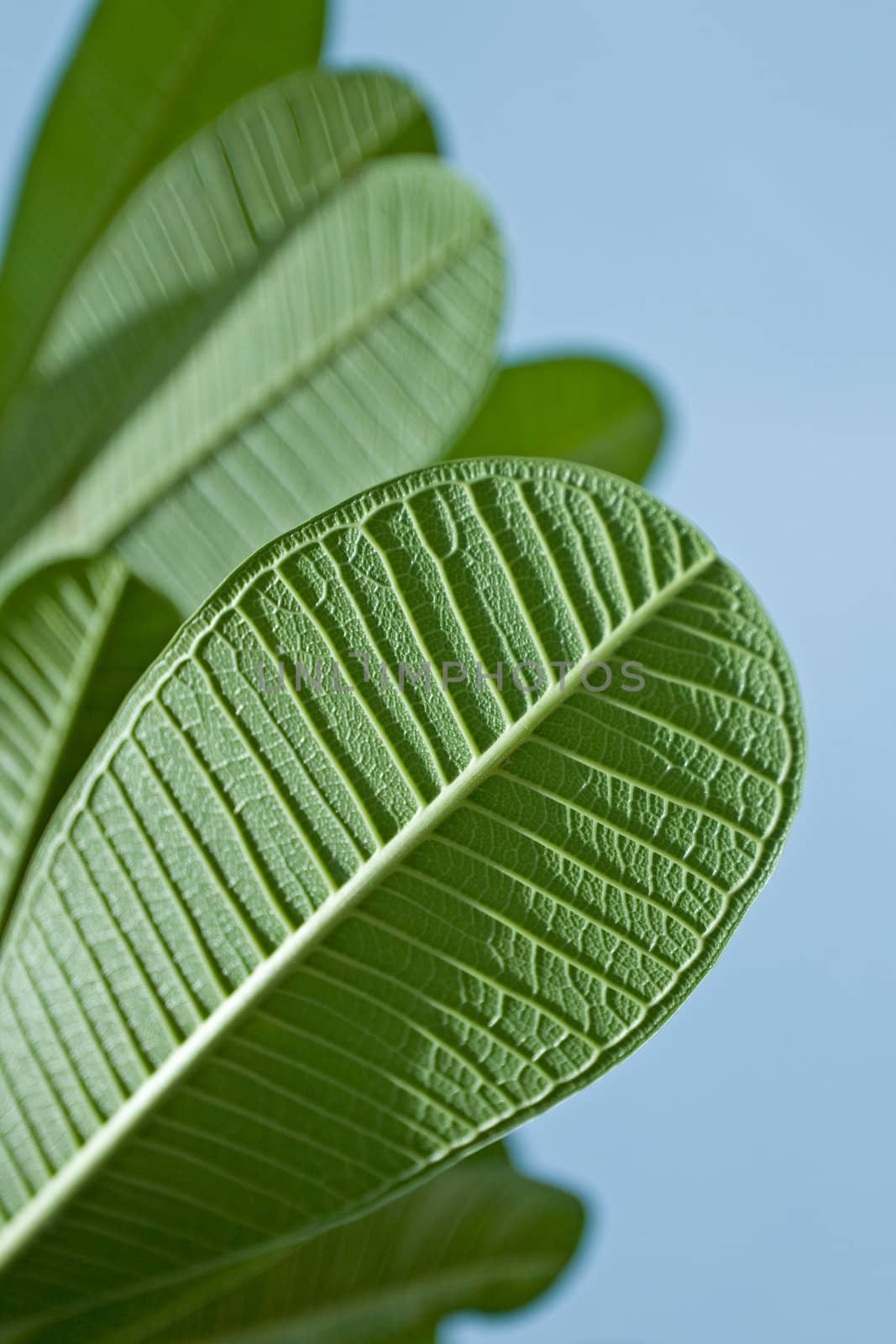 Plumeria Leaves