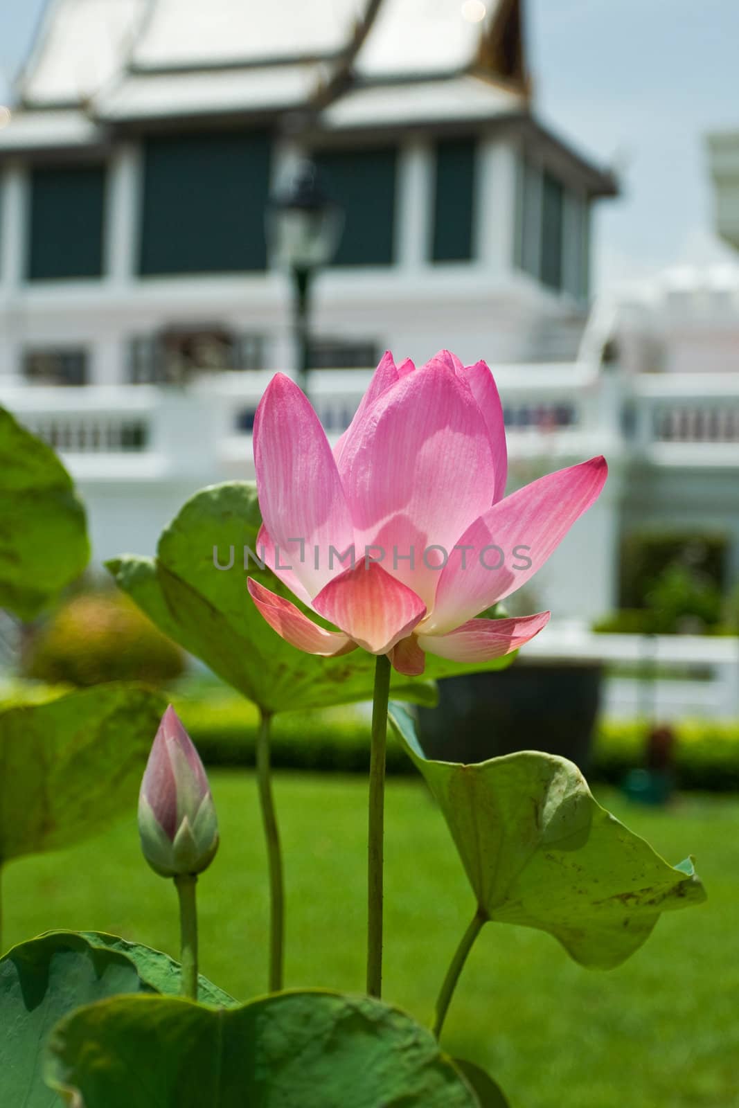 Pink Lotus