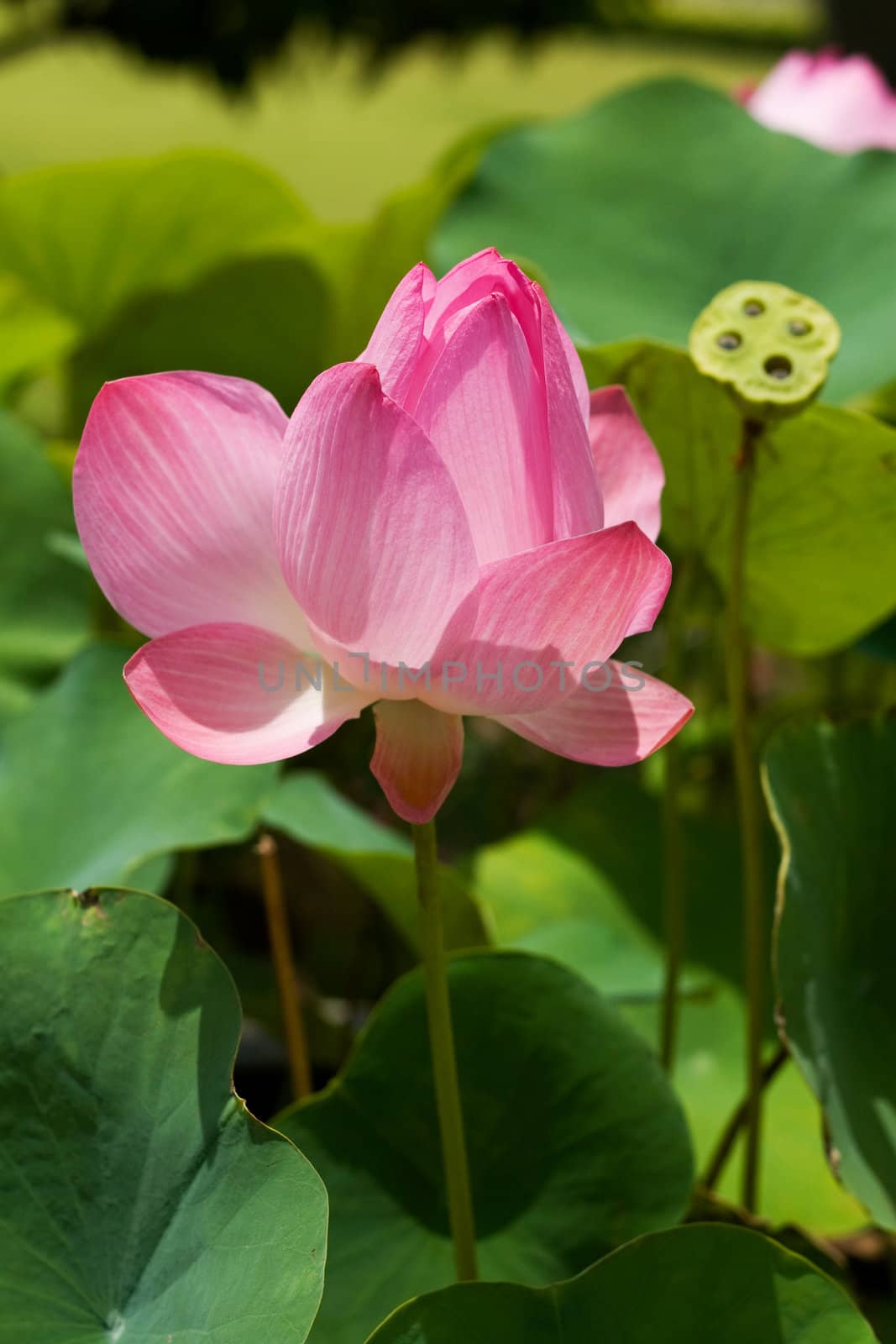 Pink Lotus