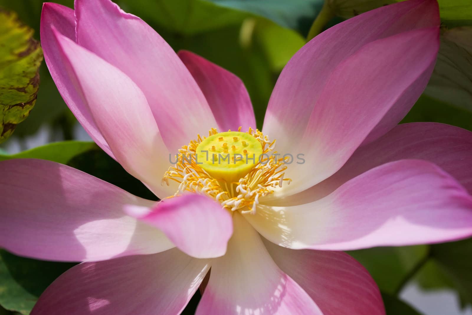 Pink Lotus
