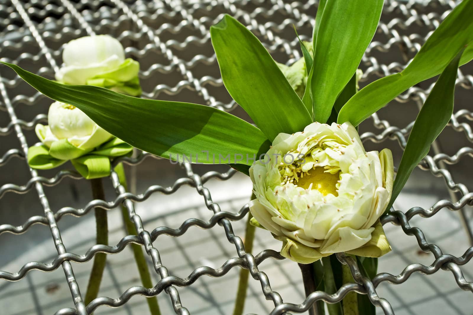 White Lotus