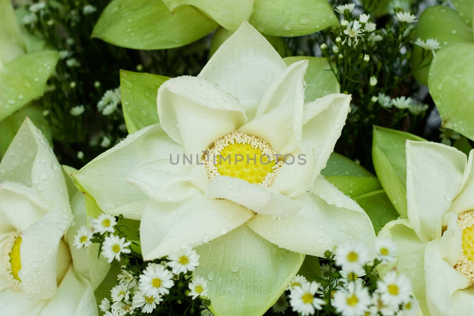 White Lotus Blossom