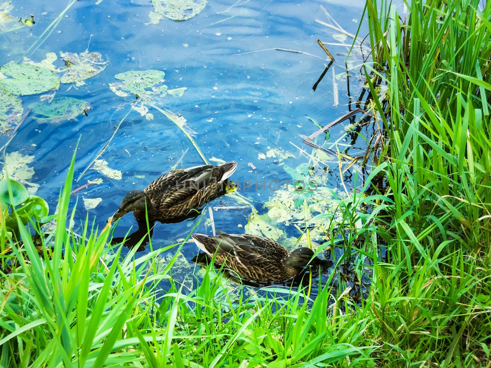 Ducks in a pond by rodakm