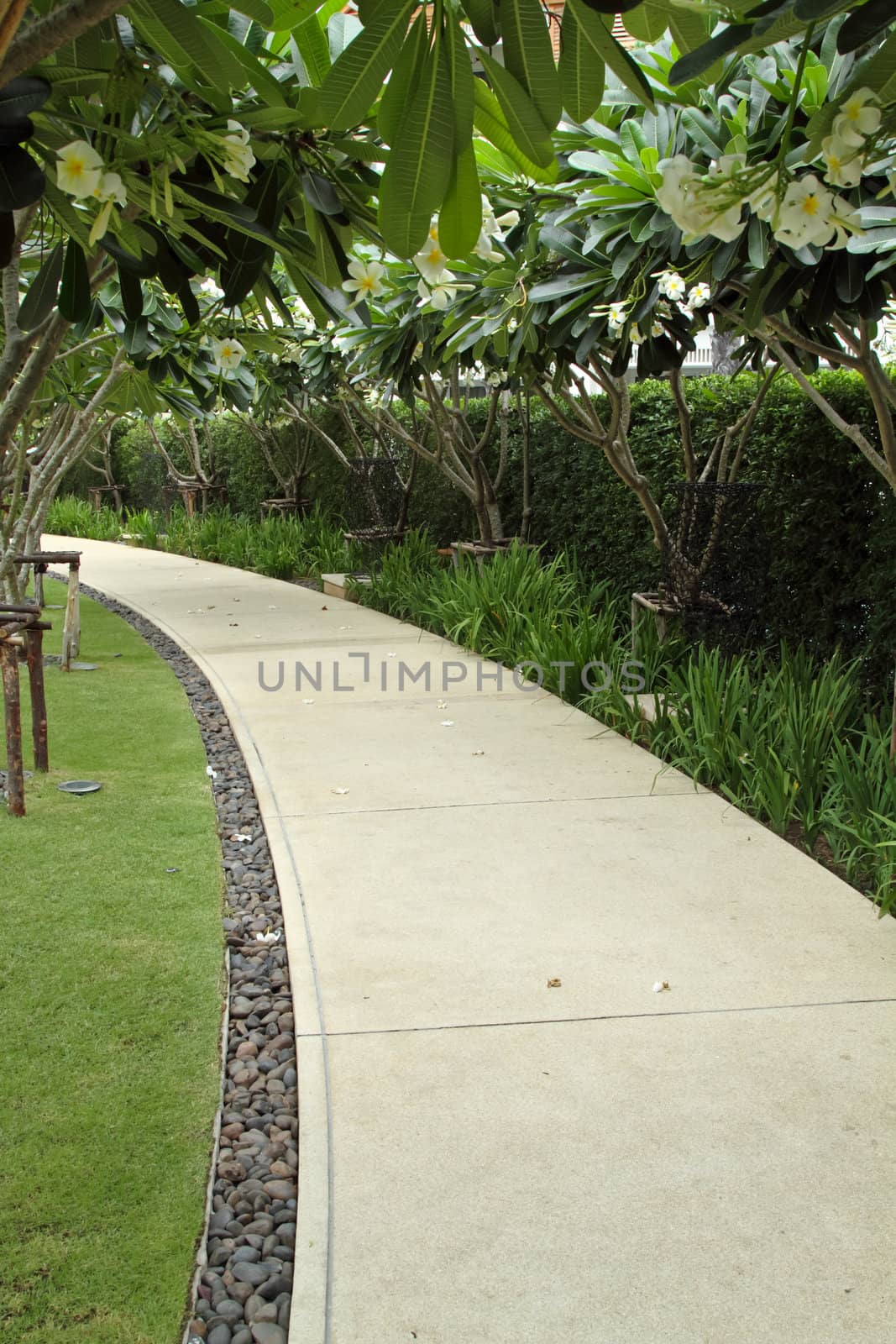 Garden pathway with under Plumeria tree decoration