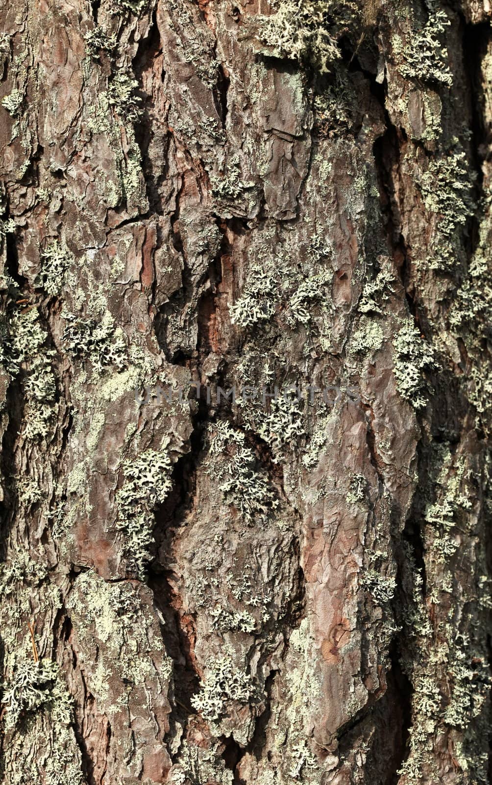 The  old pine tree bark background